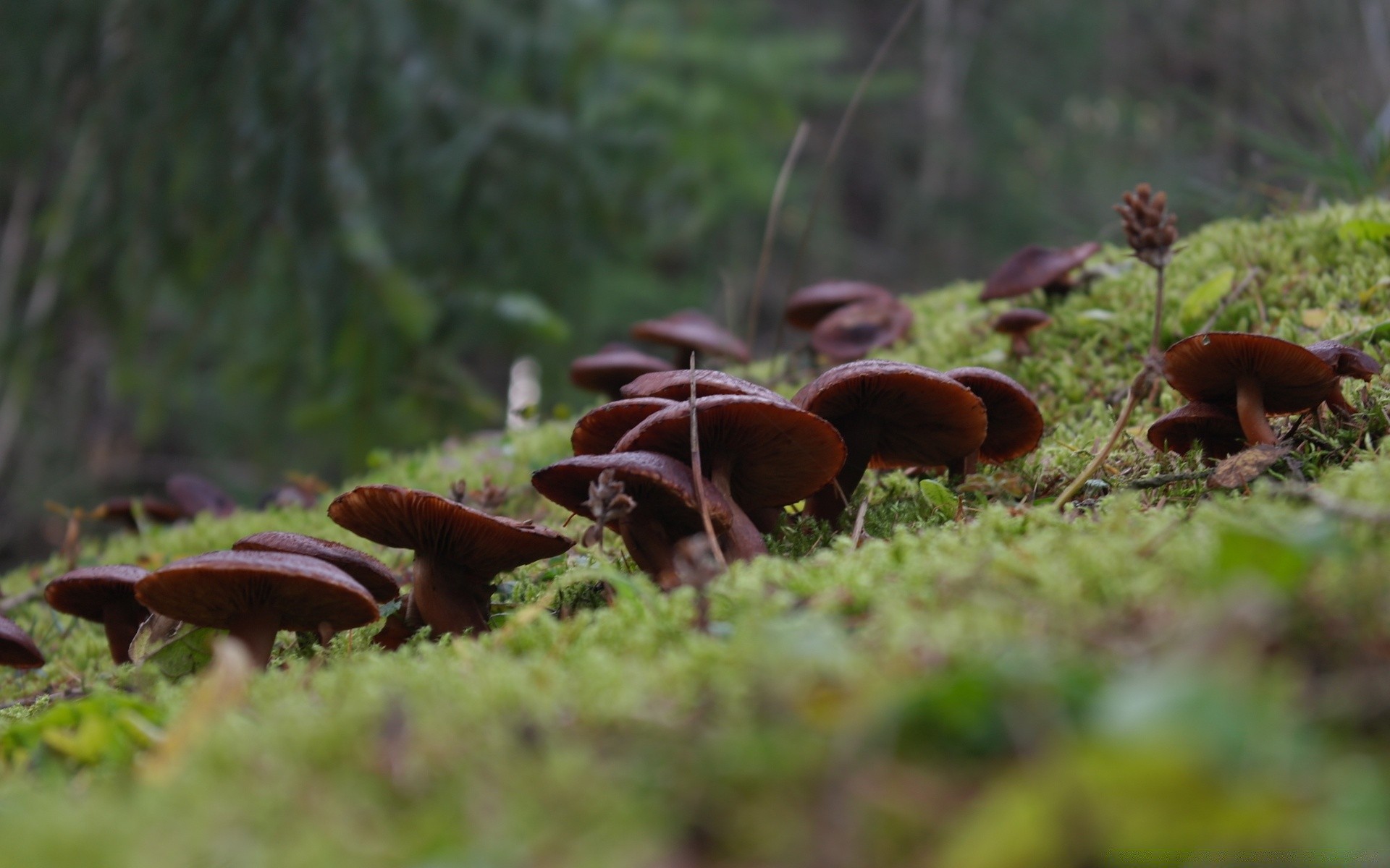 forêt automne champignon champignon nature bois mousse à l extérieur lumière du jour alimentaire borovik comestible arbre sauvage saison flore herbe couverture feuille