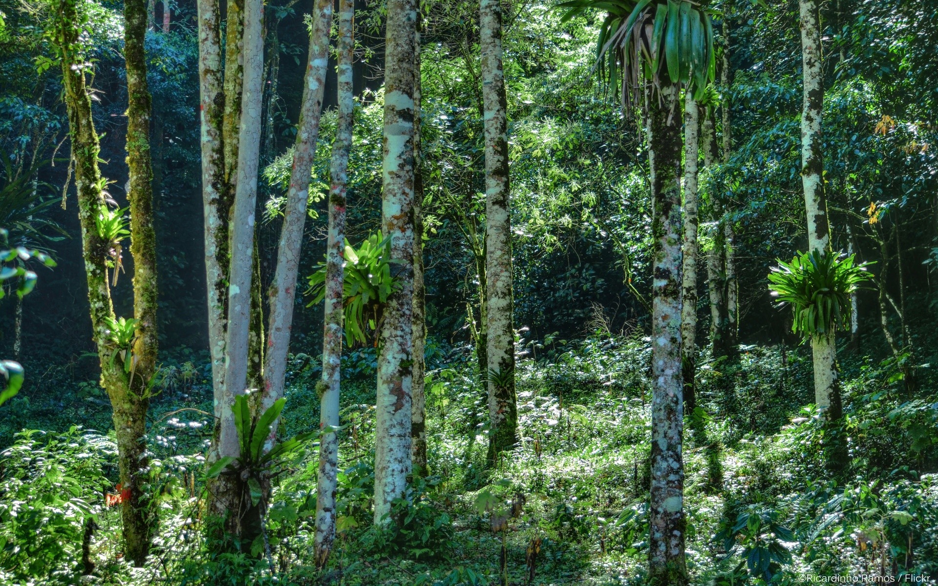 las drewno liść natura drzewo flora las deszczowy bujny krajobraz wzrost na zewnątrz lato środa fern podróż dżungla dobra pogoda tropikalny dziki