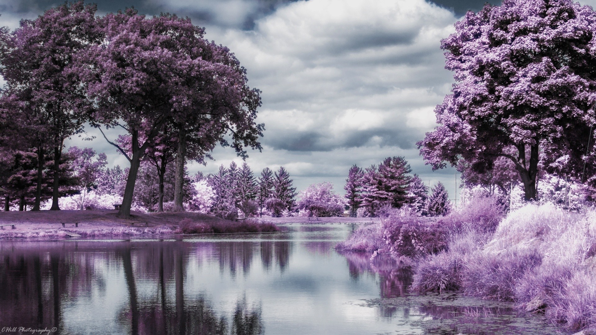 lac arbre nature saison paysage fleur parc branche couleur à l extérieur flore bois été lumineux ciel feuille