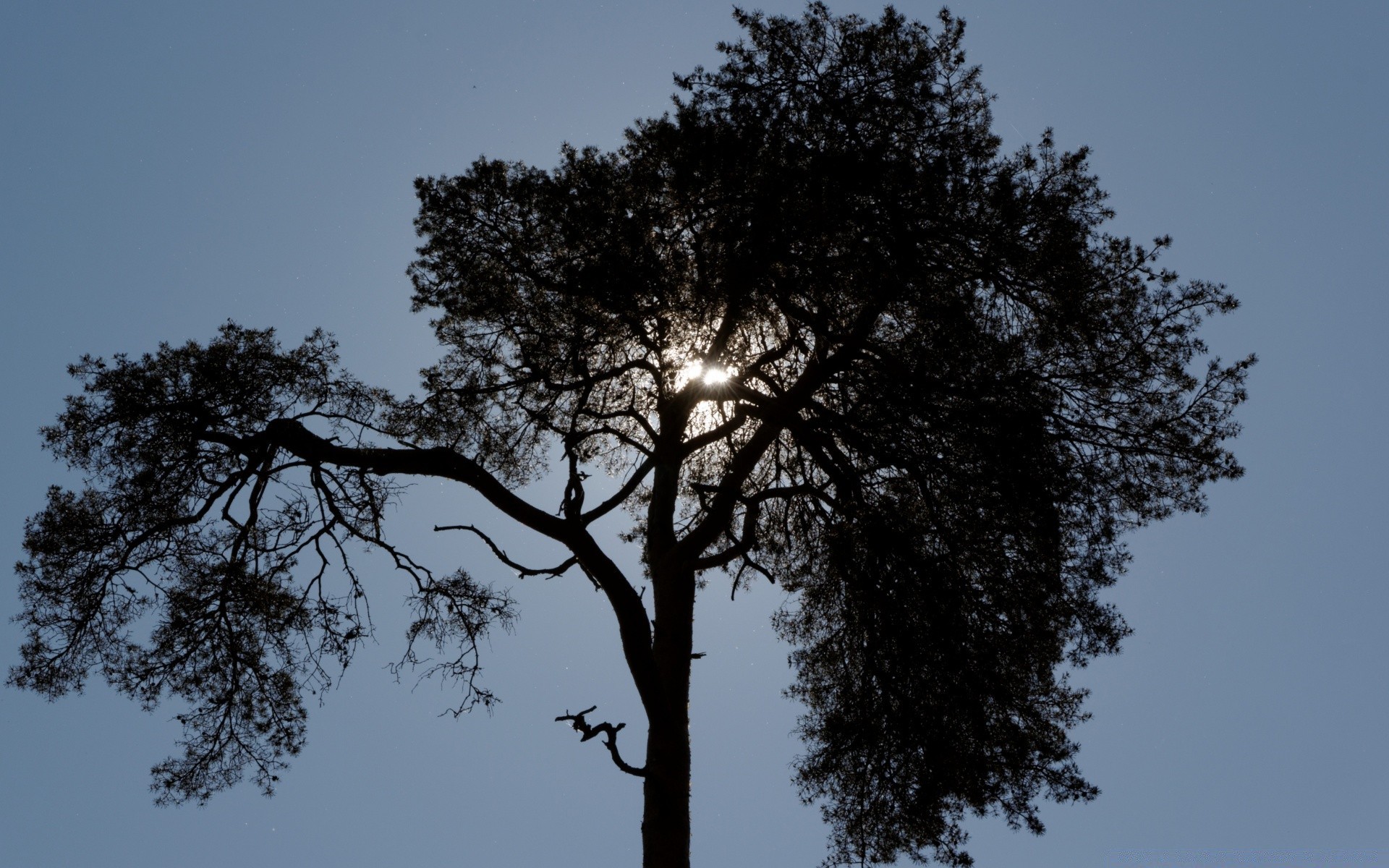 forest tree nature landscape wood leaf outdoors branch sun dawn alone sky fair weather tall fog