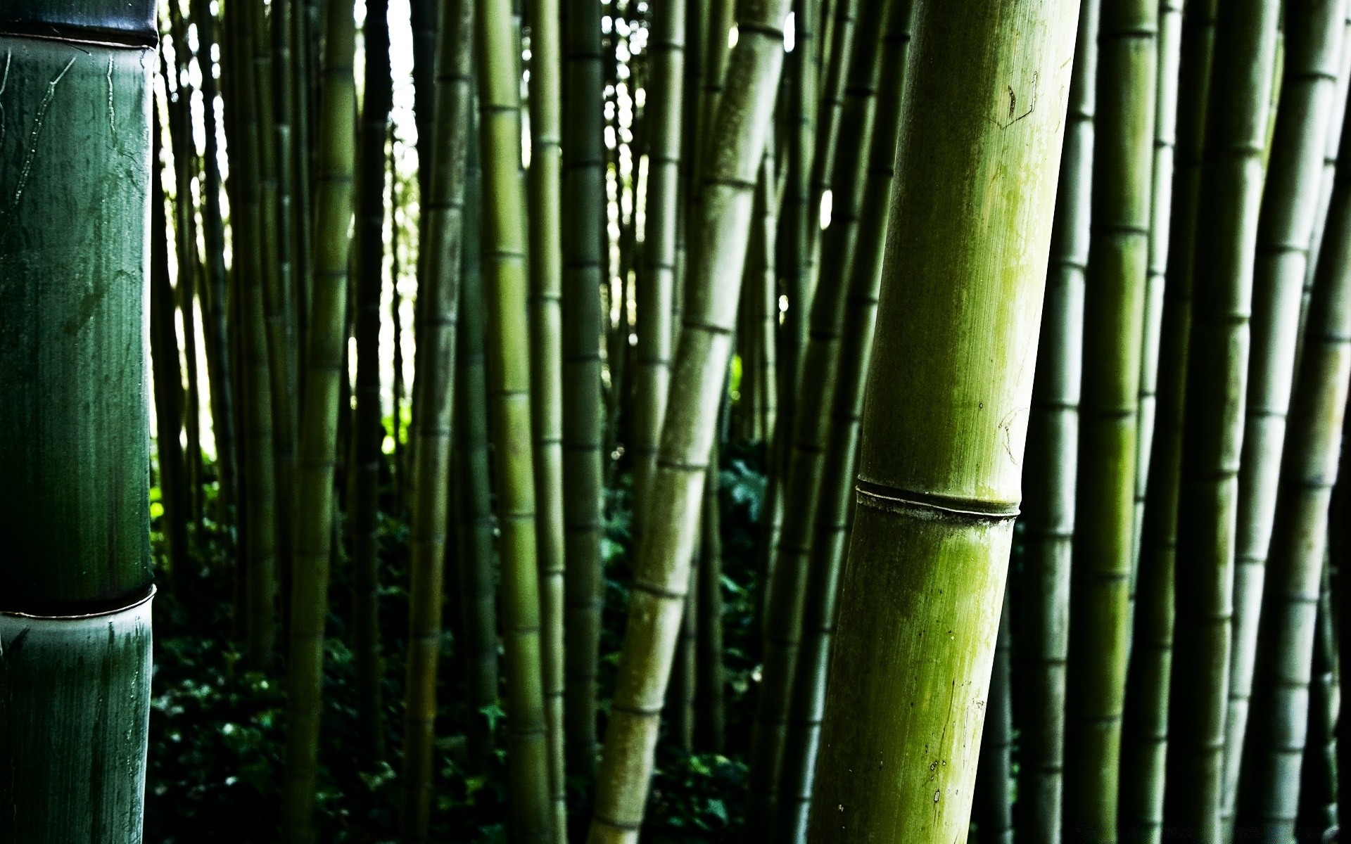 forest bamboo zen leaf lush tropical nature growth husk flora tree stick wood garden desktop texture environment ecology