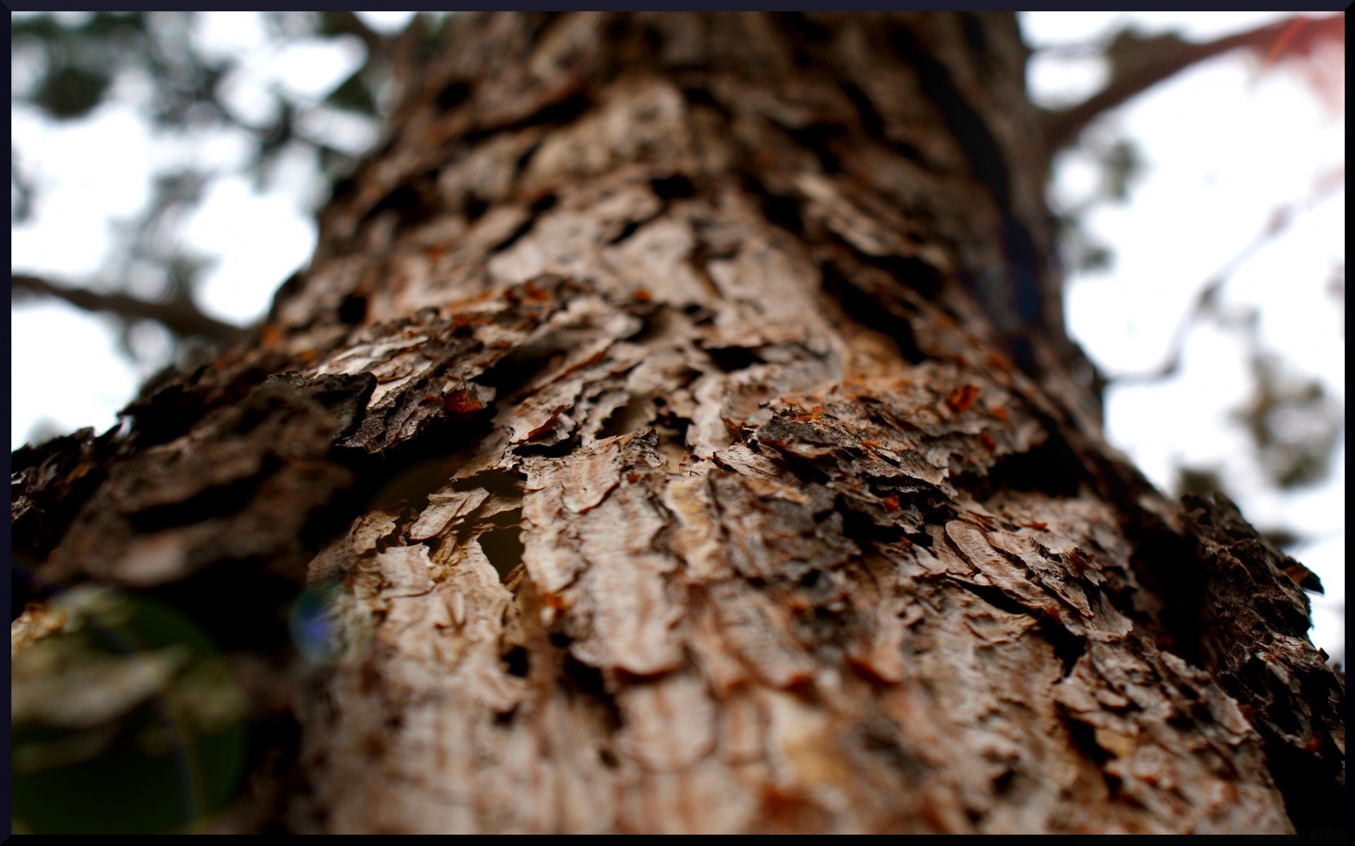 forest tree bark wood trunk nature desktop log texture oak abstract environment close-up pine firewood outdoors flora leaf color