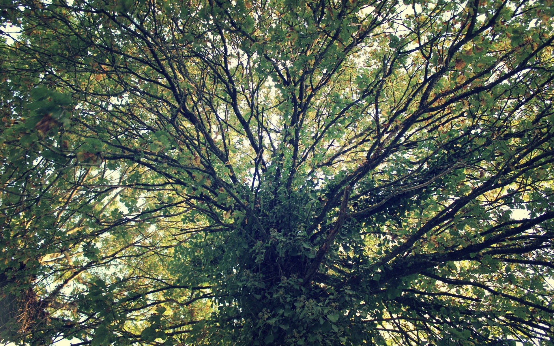 forêt arbre bois paysage nature feuille branche tronc à l extérieur environnement beau temps croissance parc soleil saison écorce flore automne foliaire