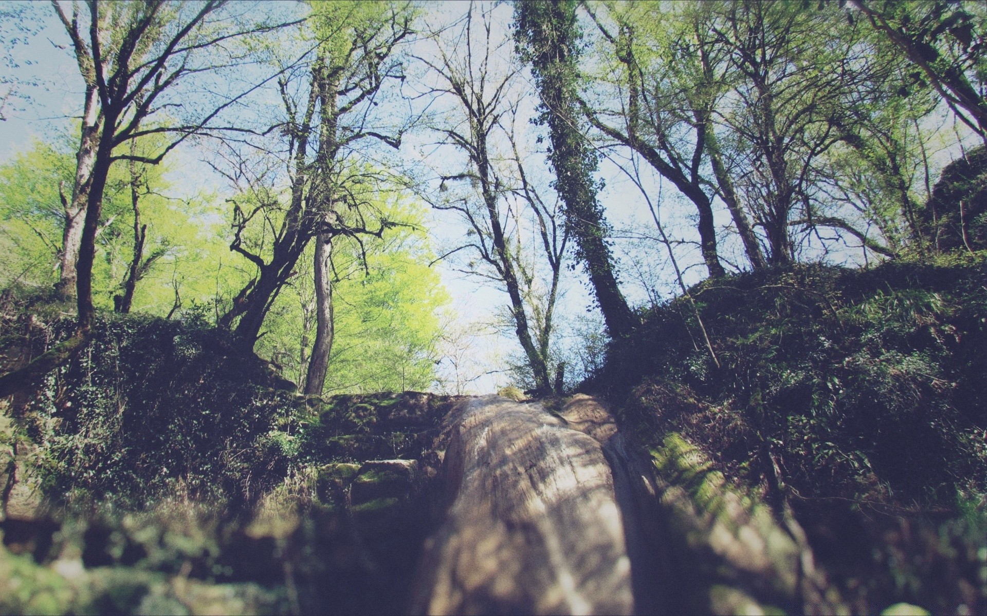 las krajobraz drewno drzewo natura środowiska na zewnątrz malownicze liść oddział park podróże flora niebo dobra pogoda jesień bujne świt światło dzienne krajobrazy