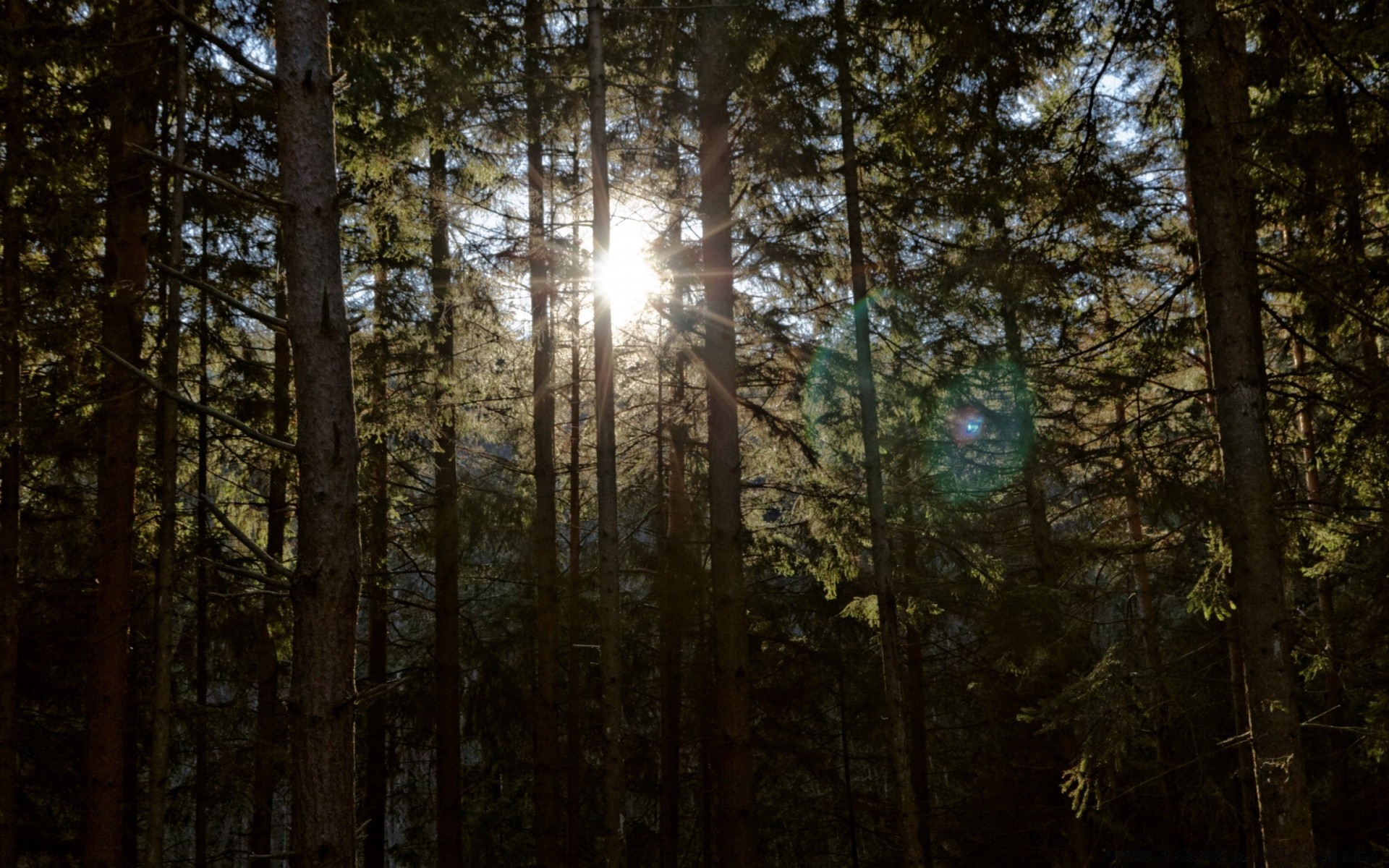 las drewno drzewo natura krajobraz słońce liść światło przeciwmgielne dobra pogoda świt mgła park iglaste jesień sosna środowisko pulpitu