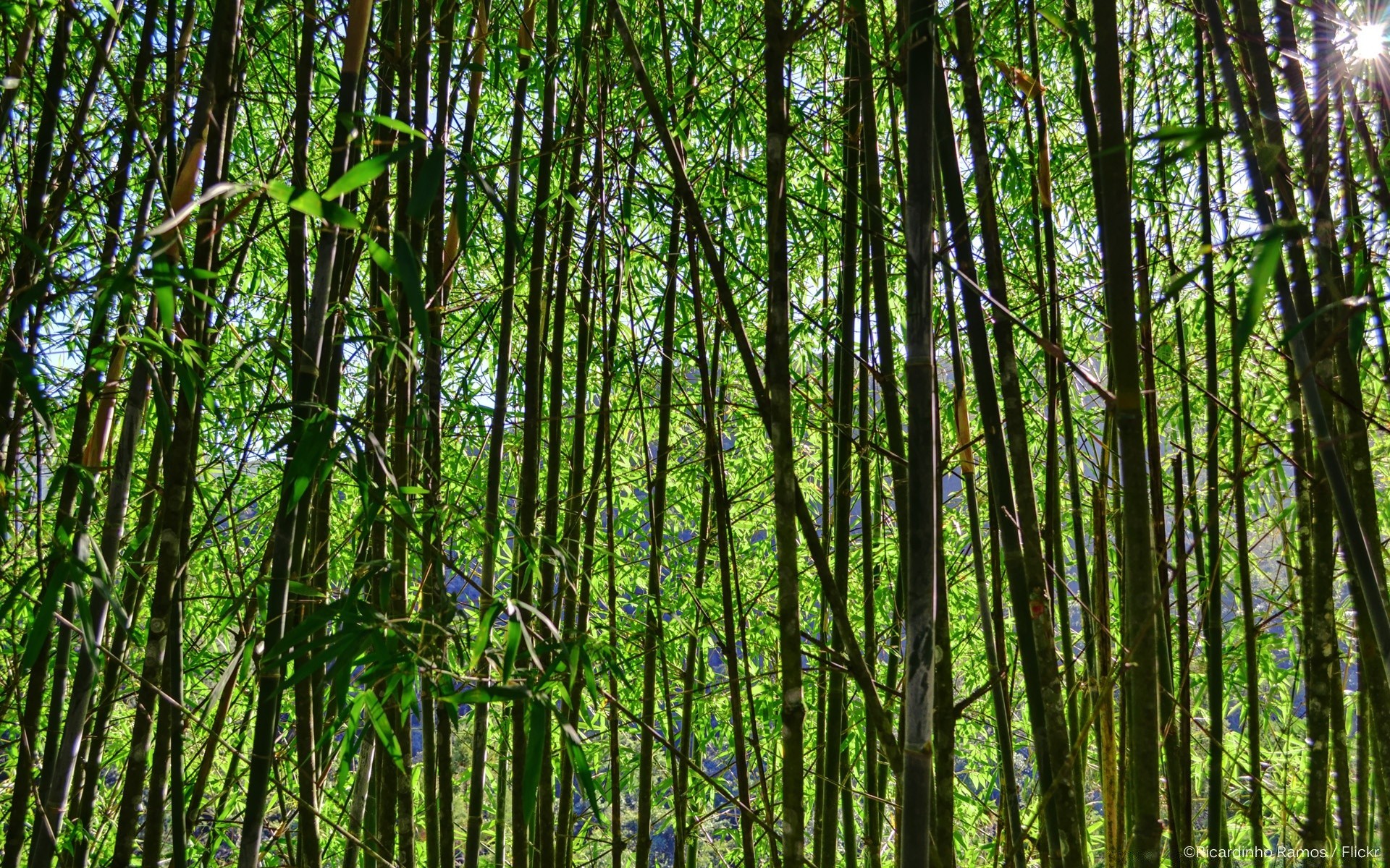 foresta legno foglia natura lussureggiante sanbim albero crescita bel tempo alba pesante sole paesaggio bambù ambiente all aperto nebbia selvaggio freddo flora