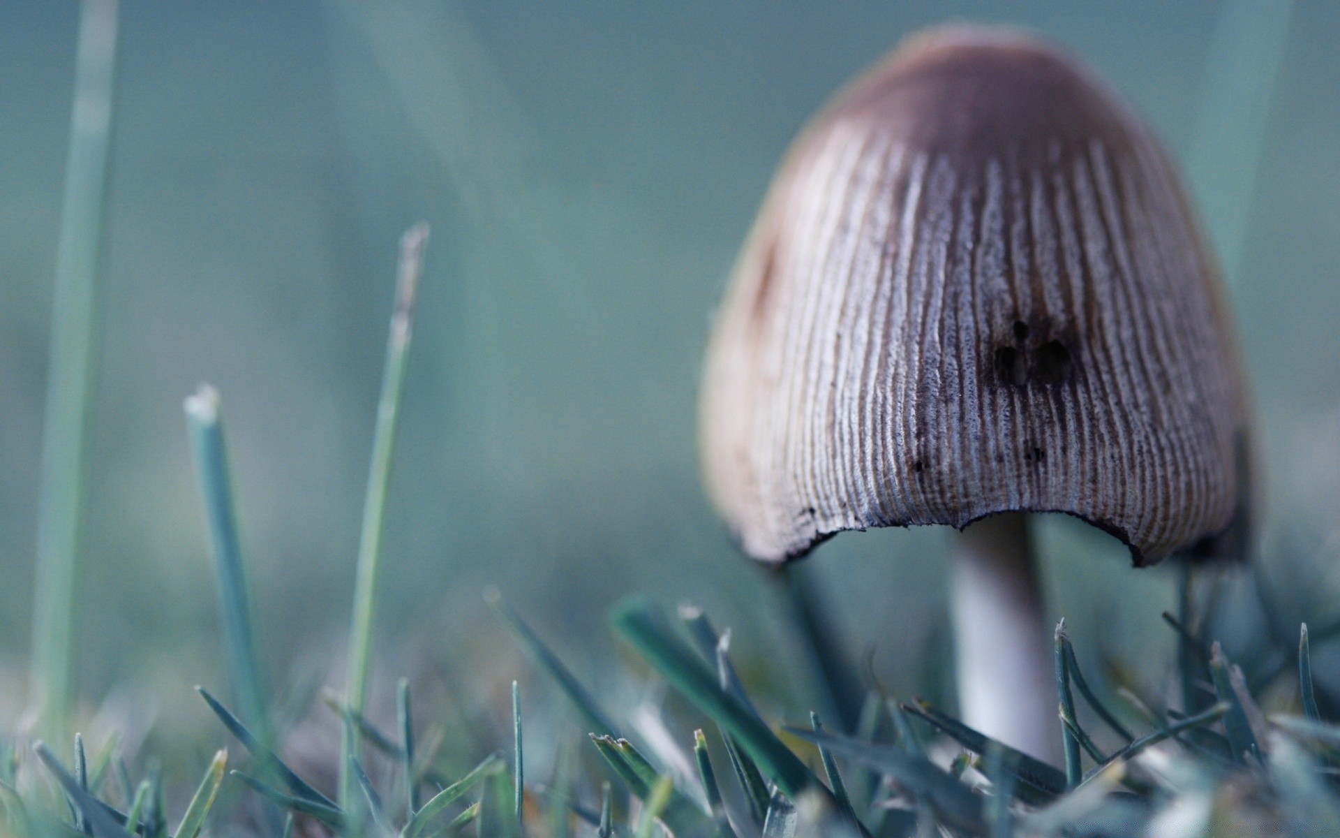 wald natur holz pilz flora gras pilz herbst blatt im freien essen saison schließen farbe wachstum baum desktop sommer garten schale