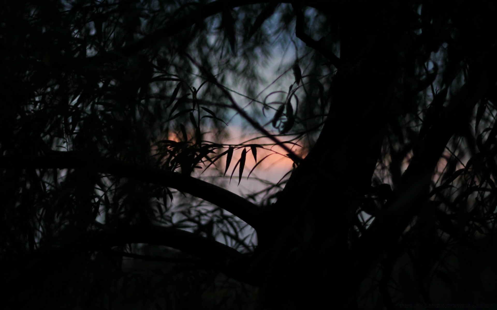 forêt arbre lumière sombre silhouette rétro-éclairé bois paysage ombre aube coucher de soleil lune soir fantasmagorique soleil