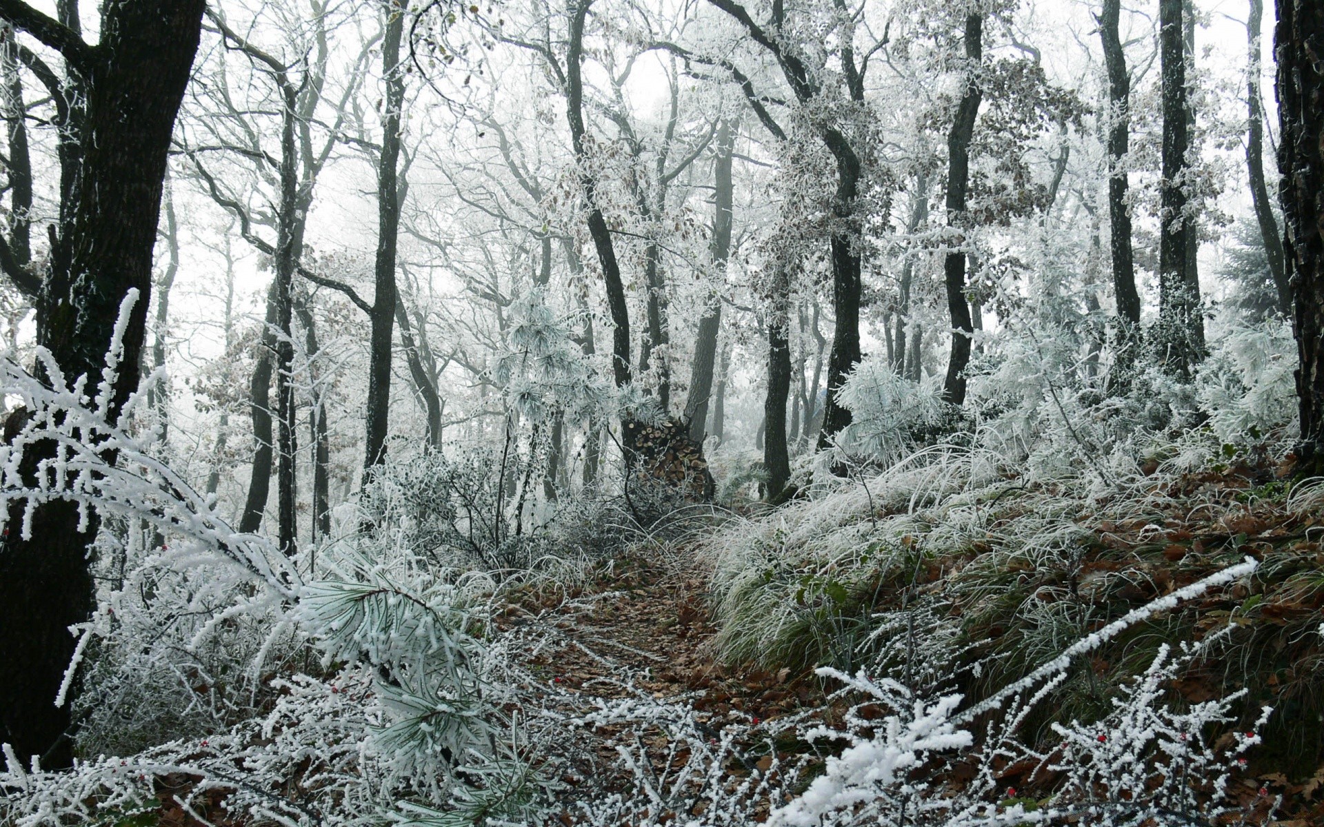 las drewno zima zimny mróz drzewo śnieg krajobraz natura sezon mrożone pogoda frost park lód oddział na zewnątrz liść sceniczny