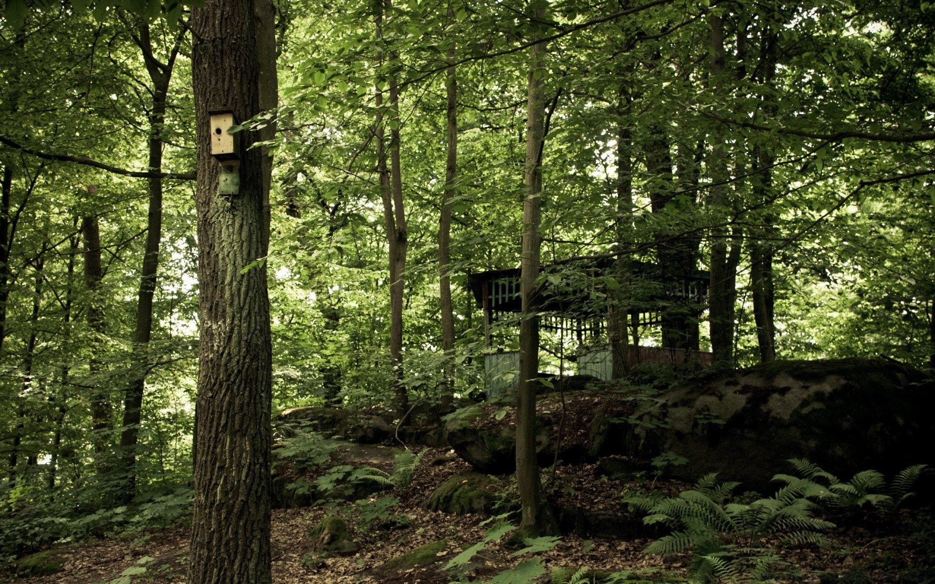 foresta legno albero paesaggio natura foglia ambiente luce del giorno parco scenic all aperto guida stagione luce bel tempo flora estate sole