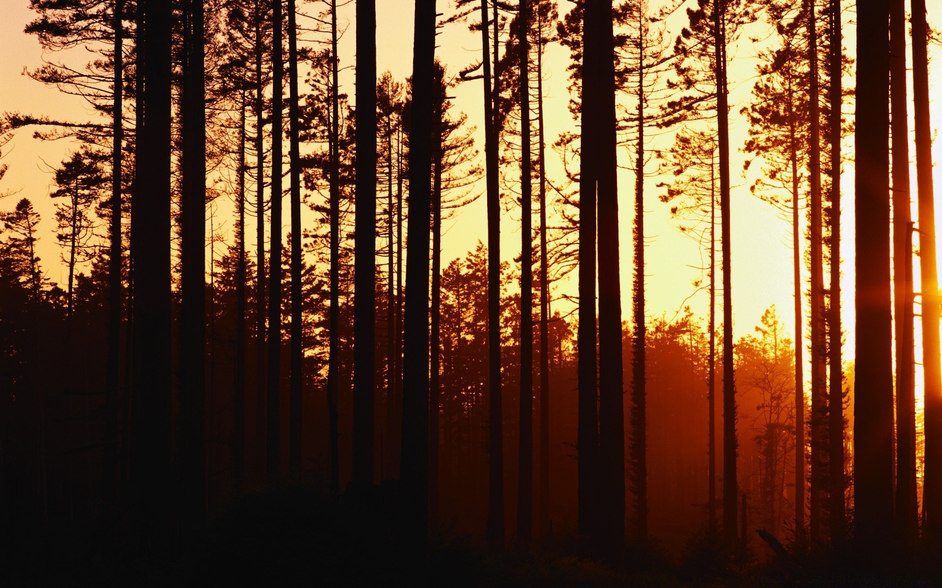 floresta madeira folha árvore névoa amanhecer sol luz outono natureza coníferas névoa paisagem bom tempo retroiluminado