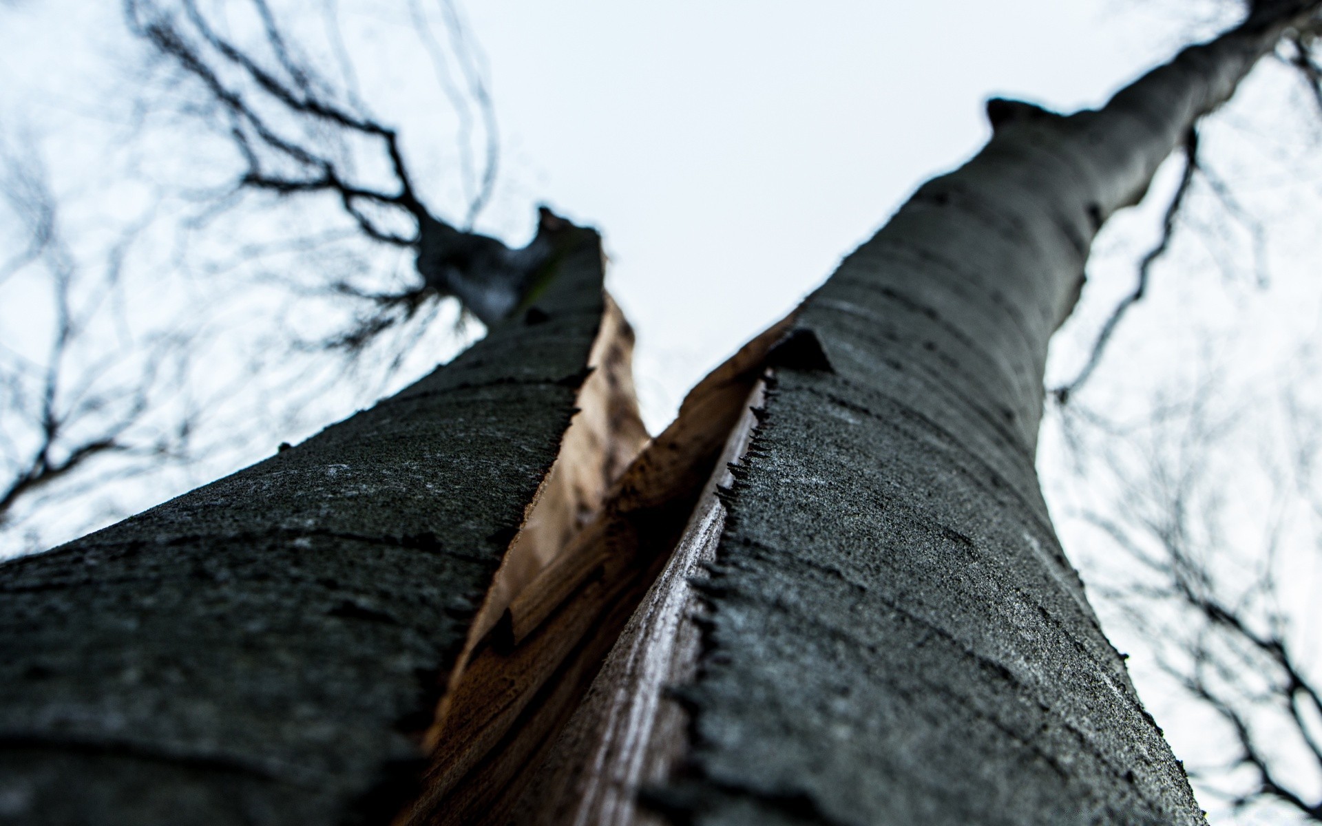 foresta albero legno inverno neve tronco natura all aperto vecchio desktop paesaggio autunno parco ramo struttura freddo corteccia cielo in bianco e nero