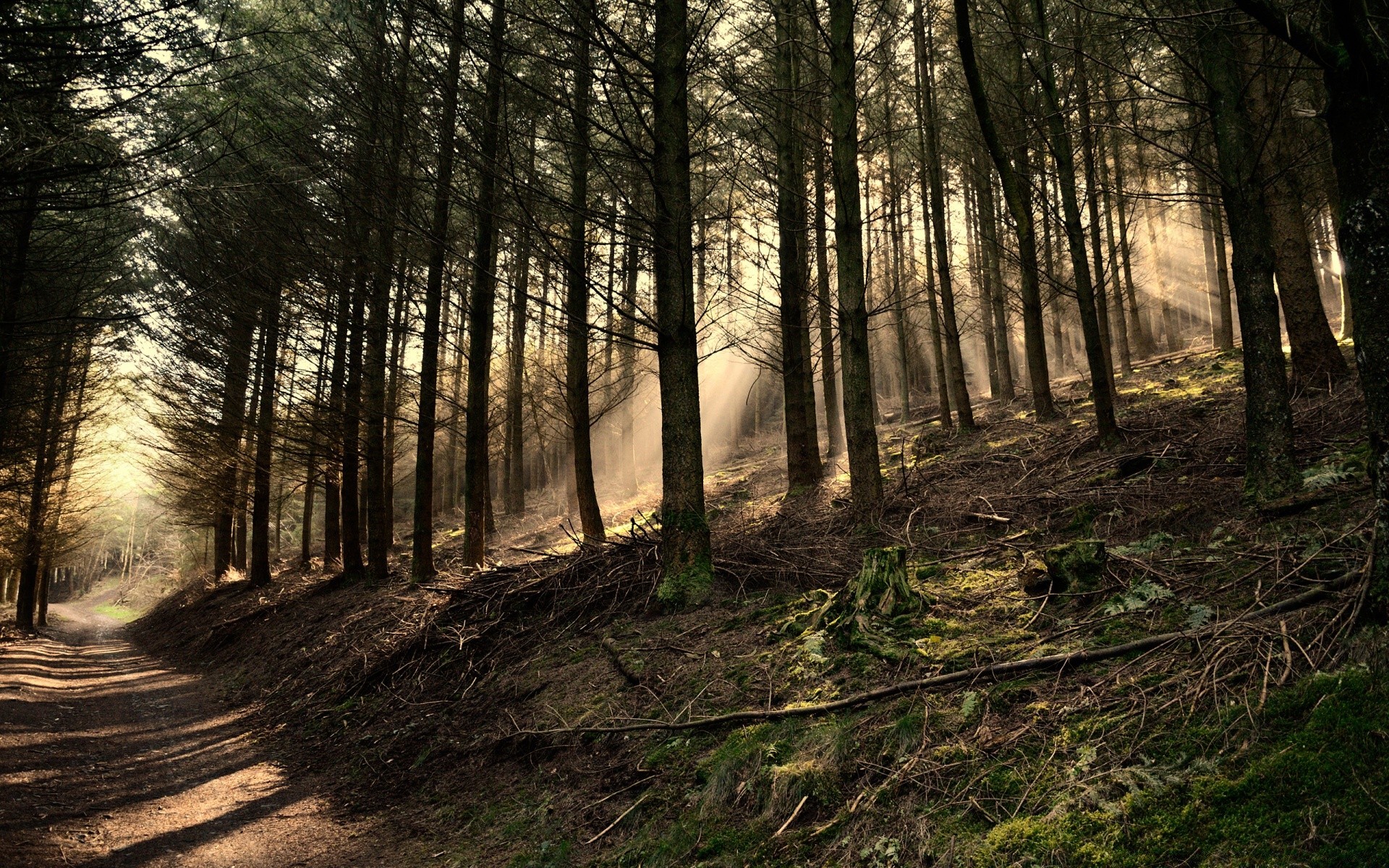 forest wood landscape tree nature fog mist dawn road park light sun fair weather fall environment leaf guidance outdoors trunk scenic