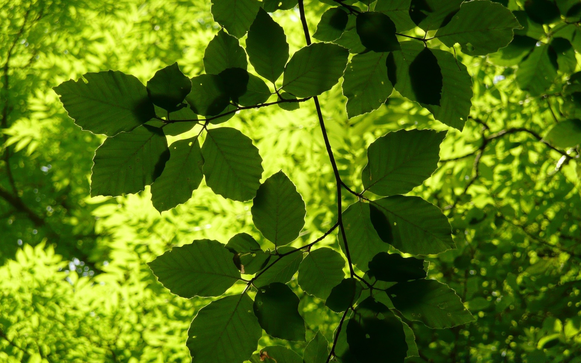 forest leaf nature growth summer flora bright lush outdoors freshness