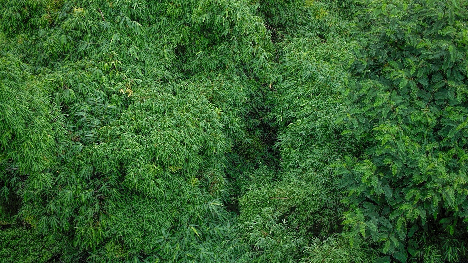 bosque hoja flora árbol escritorio medio ambiente naturaleza madera crecimiento exuberante arbusto textura evergreen jardín pesado patrón vegetación al aire libre brillante verano