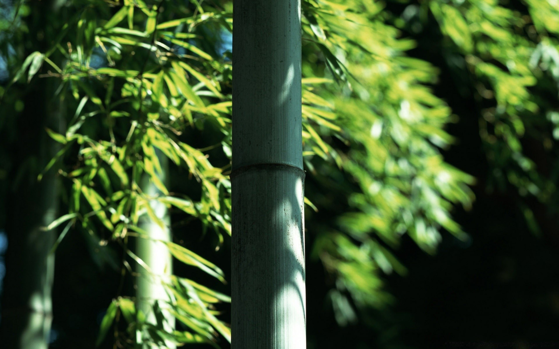 bosque hoja naturaleza madera flora crecimiento exuberante árbol al aire libre bambú rama verano brillante medio ambiente jardín tropical