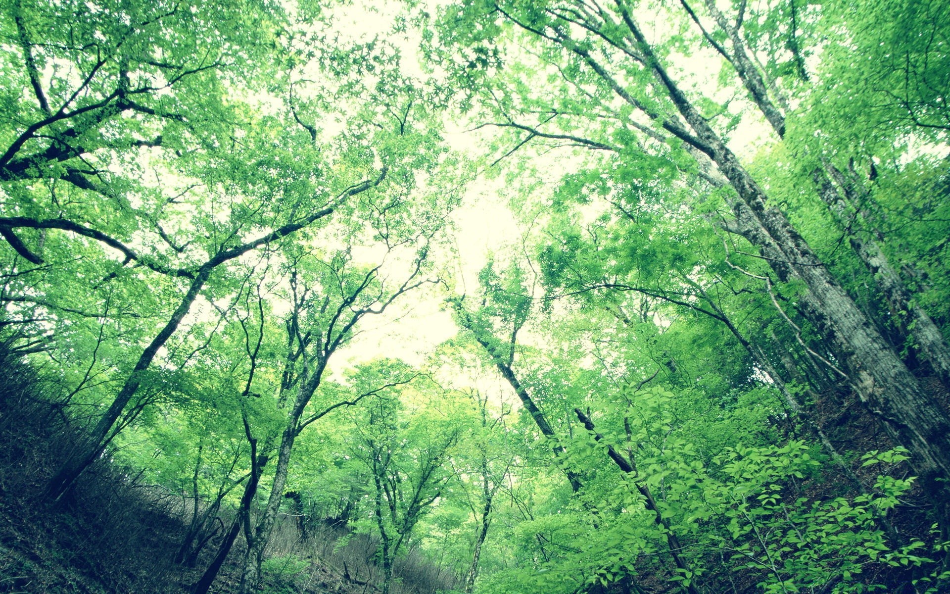 森林 木材 树木 自然 景观 树叶 季节 植物群 环境 公园 树枝 郁郁葱葱 景观 黎明 雾 好天气 风景 雾 树干 户外 生长