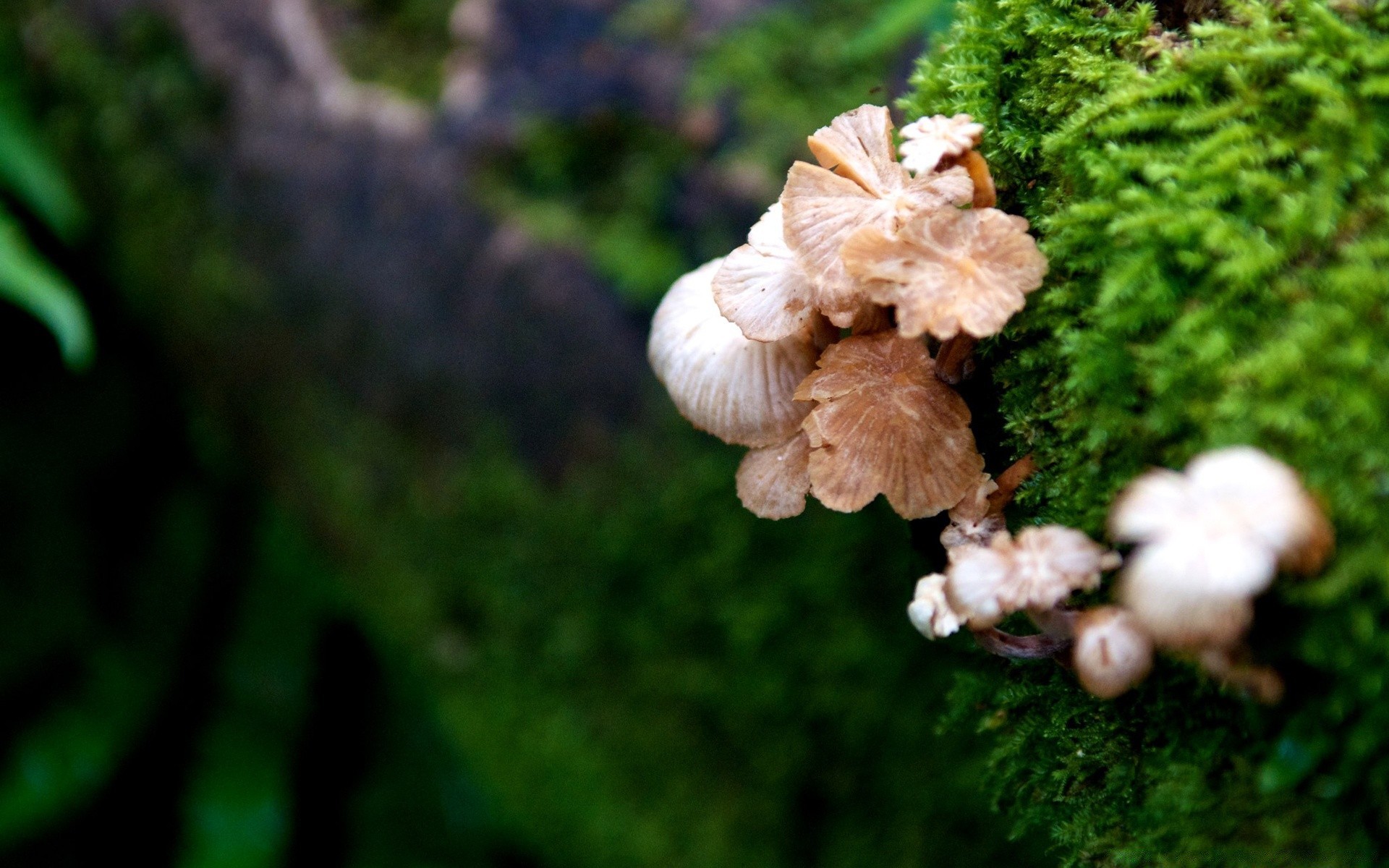 forest fungus nature mushroom growth wood flora moss outdoors tree leaf grass summer wild season environment fall close-up garden desktop