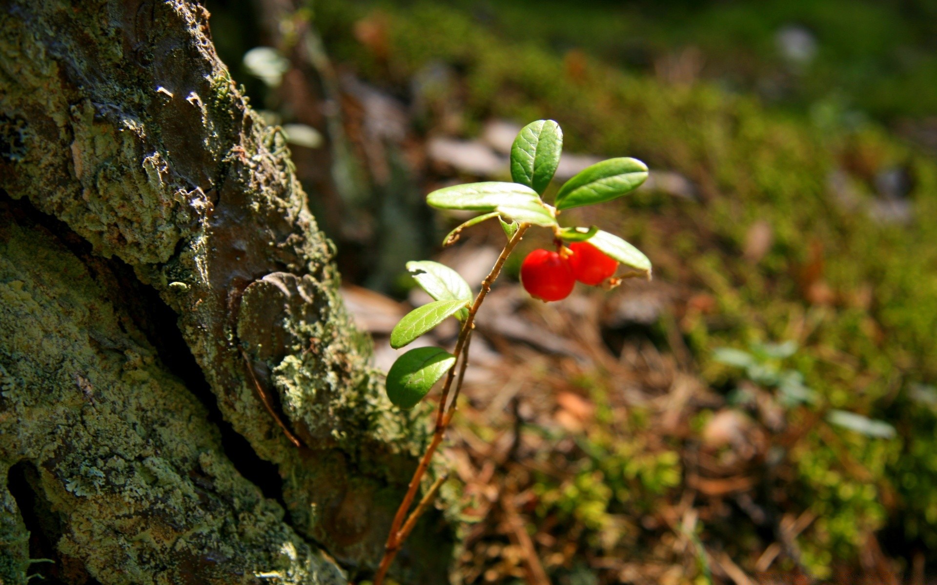 las natura liść drzewo na zewnątrz drewno flora jedzenie ogród dziki owoce park kwiat zbliżenie