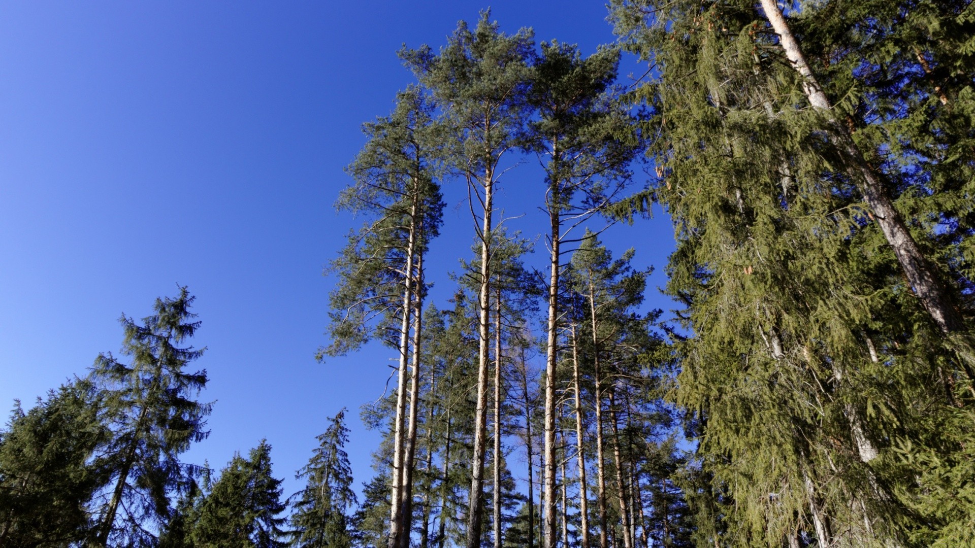 wald holz holz natur im freien kiefer nadelbaum landschaft evergreen gutes wetter himmel hoch wild saison medium nadelbaum landschaftlich tanne sommer park