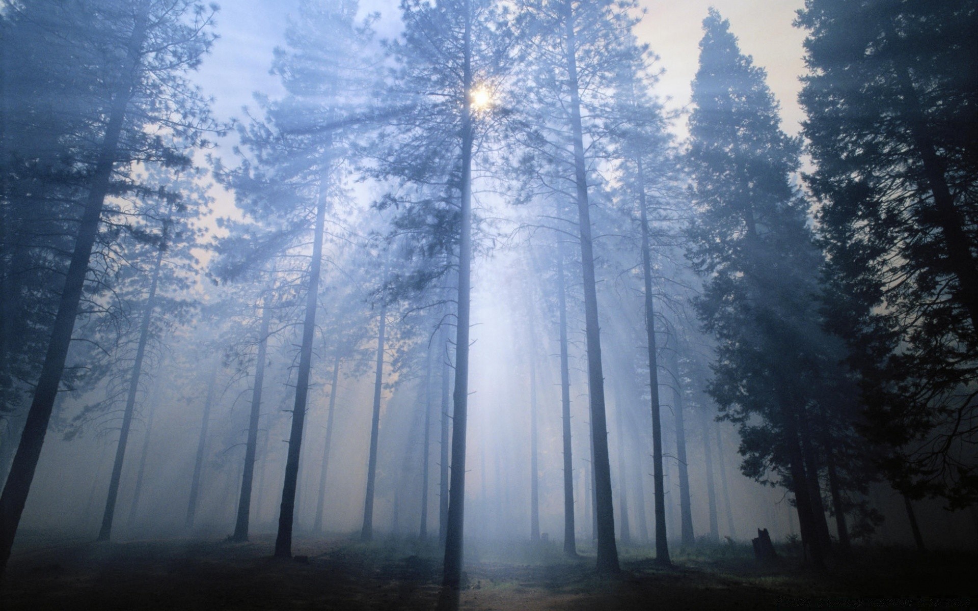 forest landscape nature dawn tree wood fog sun light winter fair weather sky snow