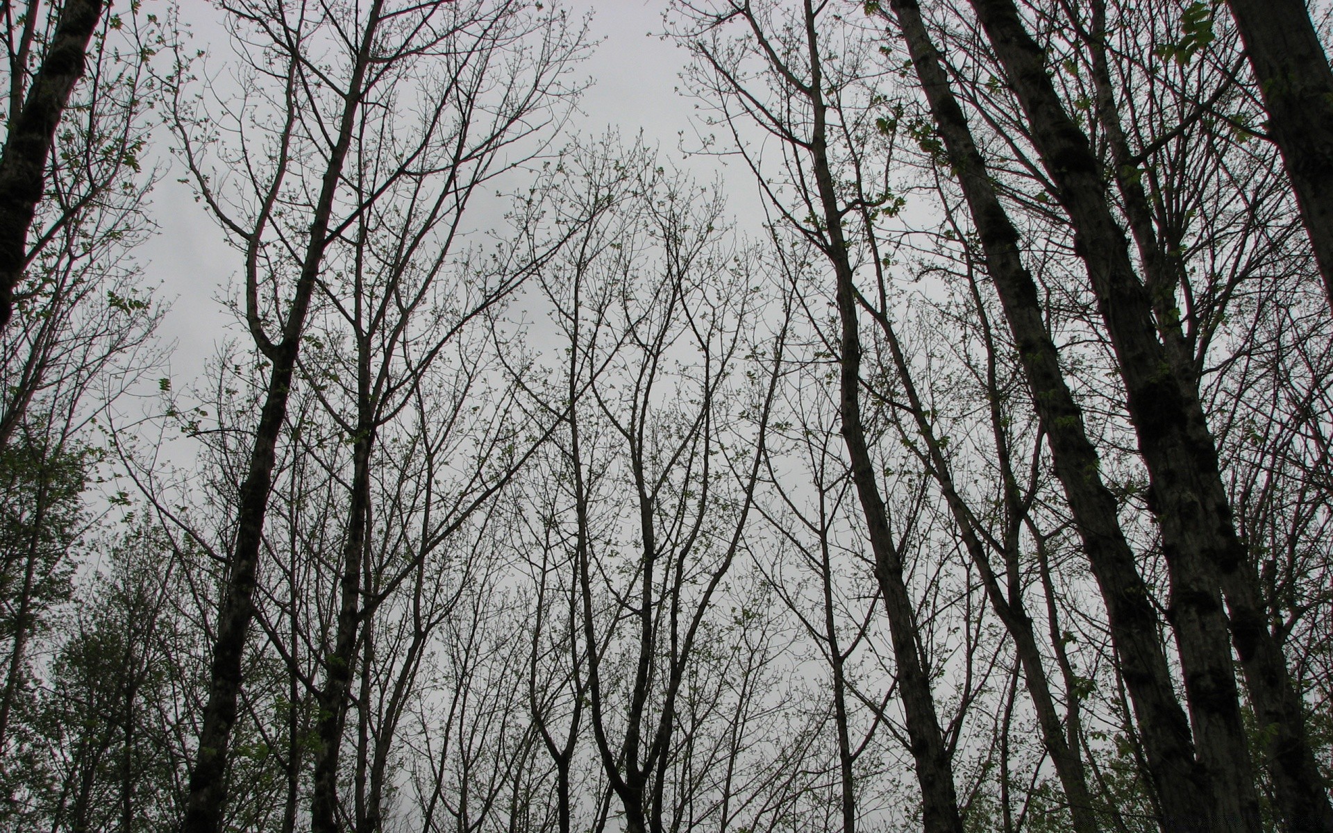 bosque árbol madera rama temporada naturaleza escritorio parque tronco medio ambiente paisaje hoja otoño invierno corteza tiempo niebla