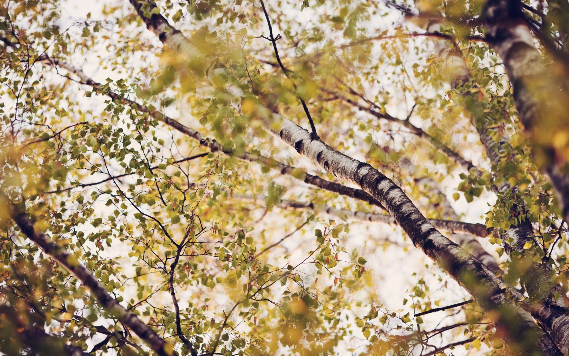 wald baum zweig saison natur blatt farbe holz park herbst desktop flora umwelt schließen hell landschaft im freien wachstum gutes wetter