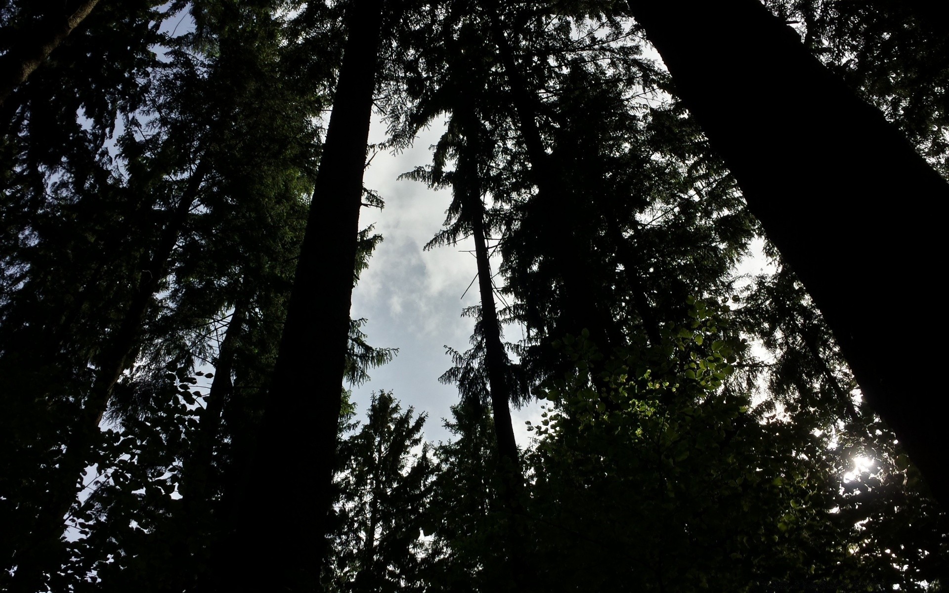 forest wood tree nature leaf fog landscape outdoors conifer sun mist sequoia fair weather