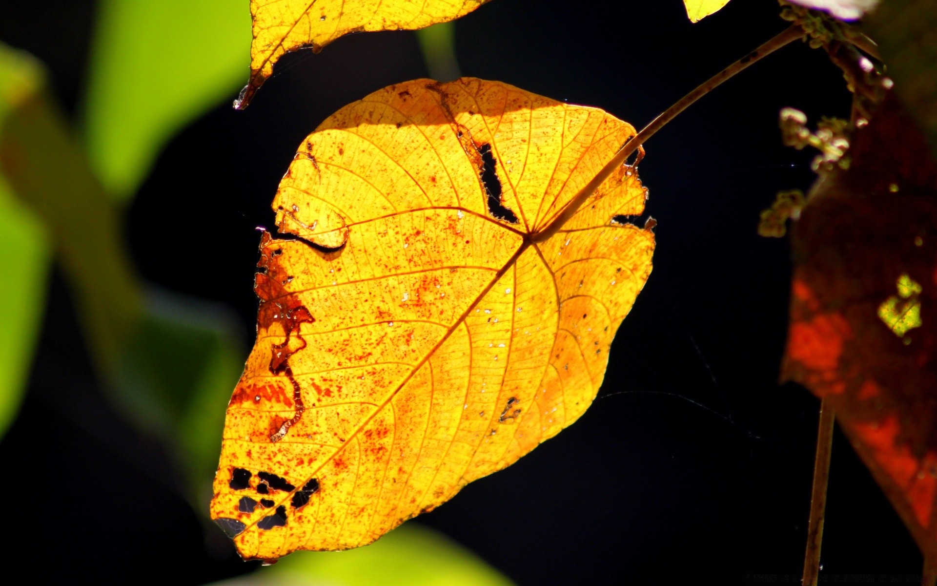 wald blatt herbst natur im freien licht flora baum farbe insekt ein ahorn beleuchtet holz wirbellose garten biologie unschärfe veränderung