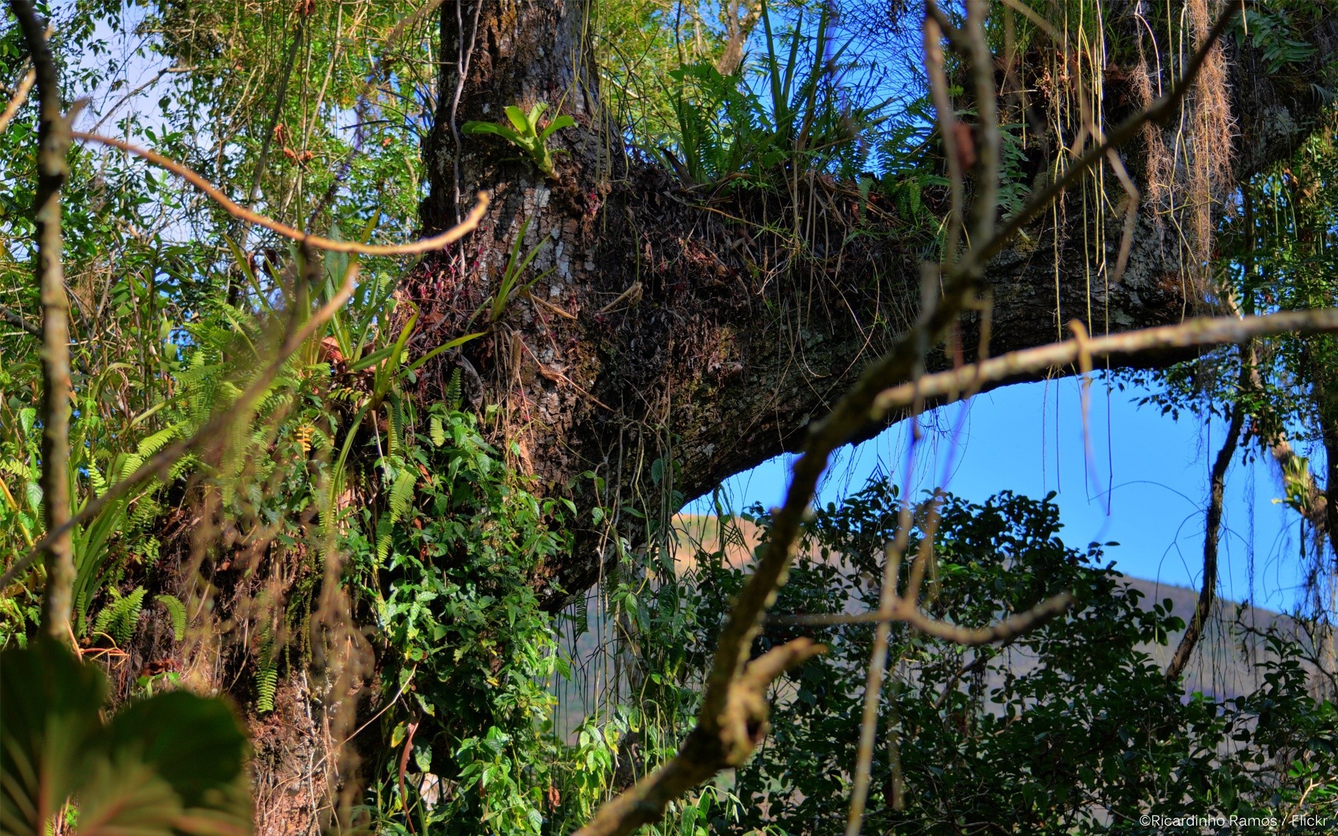 forêt arbre bois nature feuille flore à l extérieur paysage jungle tropical forêt tropicale environnement croissance eau voyage été parc branche ciel scénique