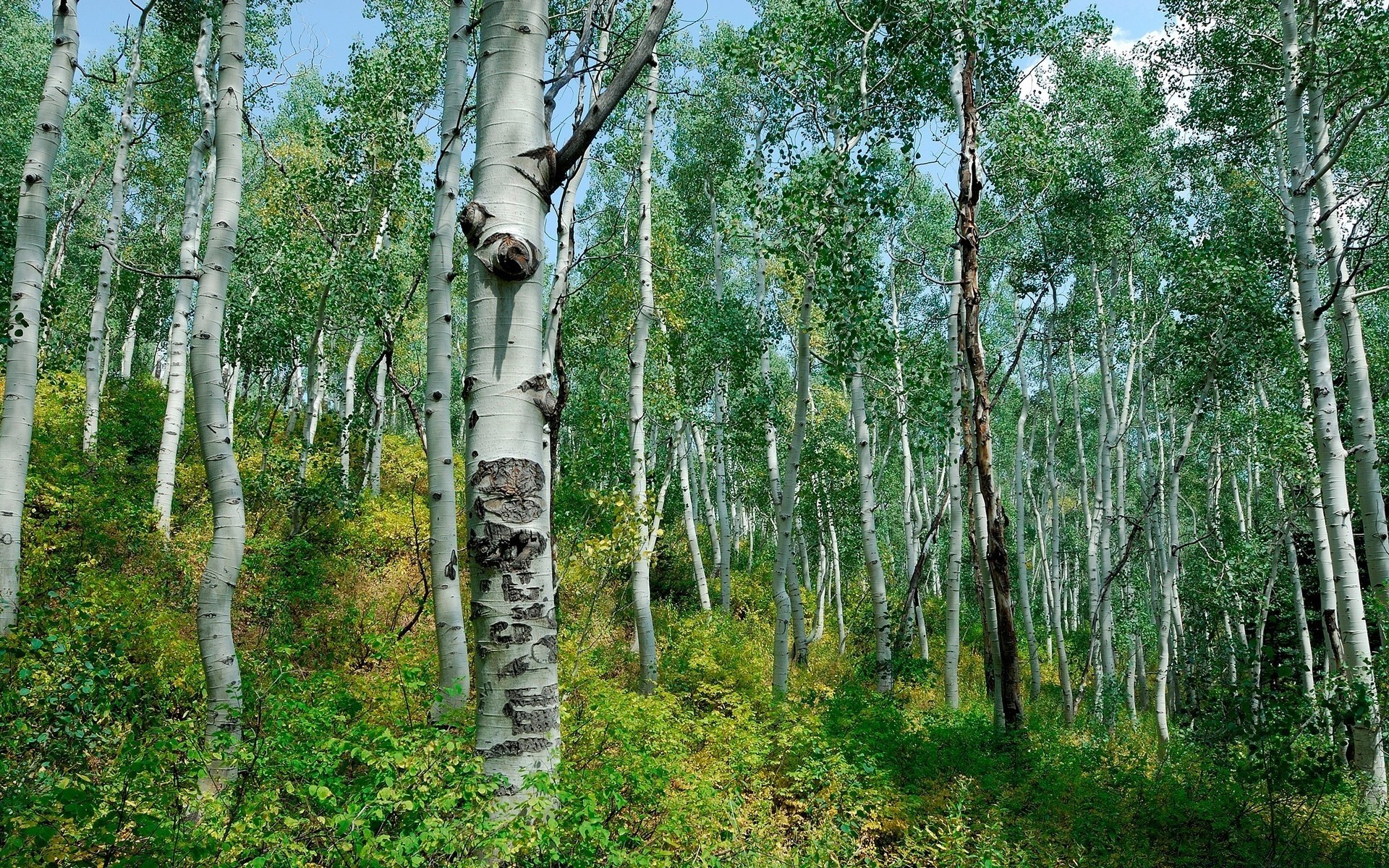 foresta legno albero natura betulla paesaggio ambiente foglia flora tronco ramo corteccia rurale estate all aperto parco bel tempo stagione paese lussureggiante