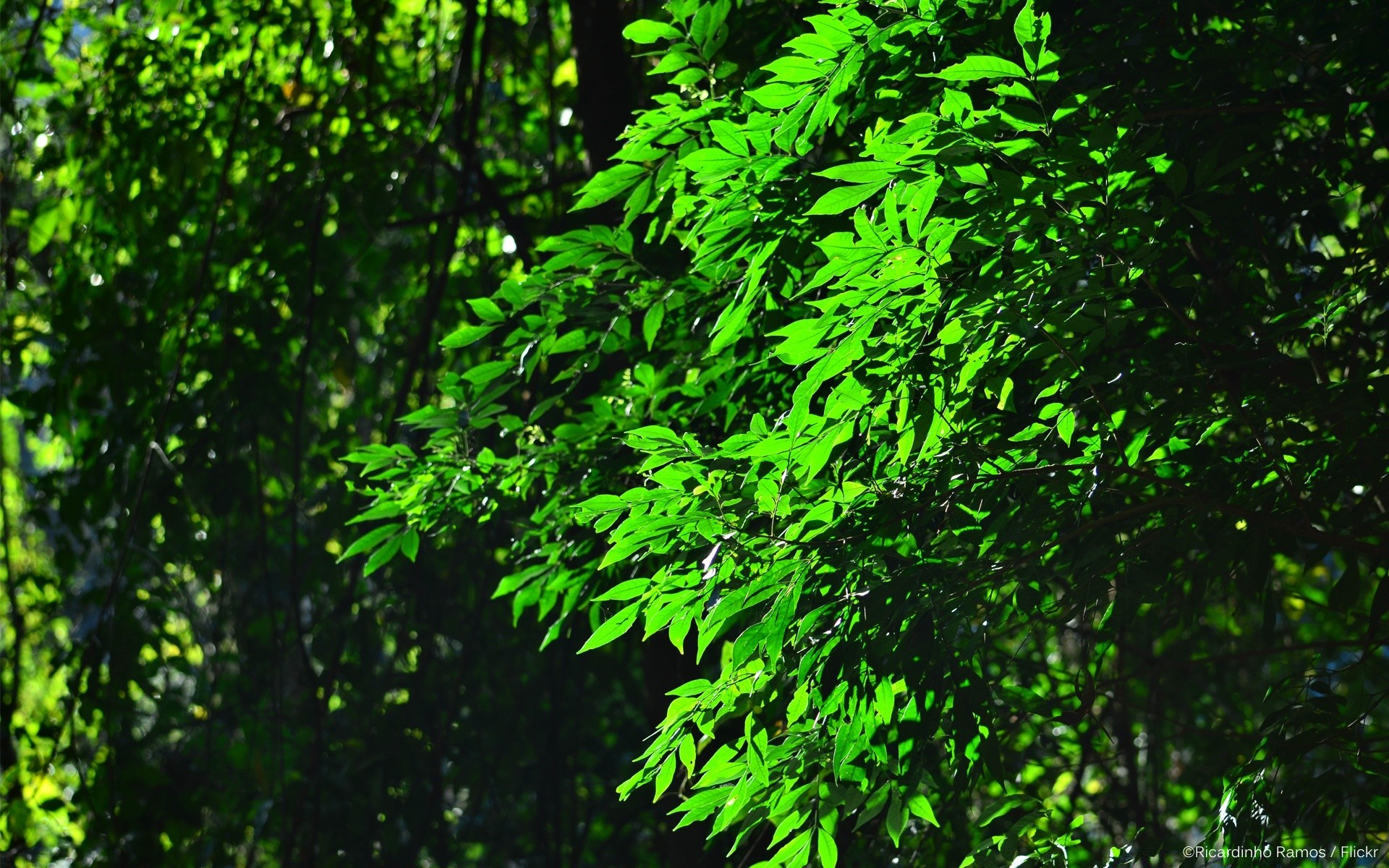 forest leaf wood nature growth lush flora tree environment desktop outdoors summer bright park branch dawn light landscape sun fair weather