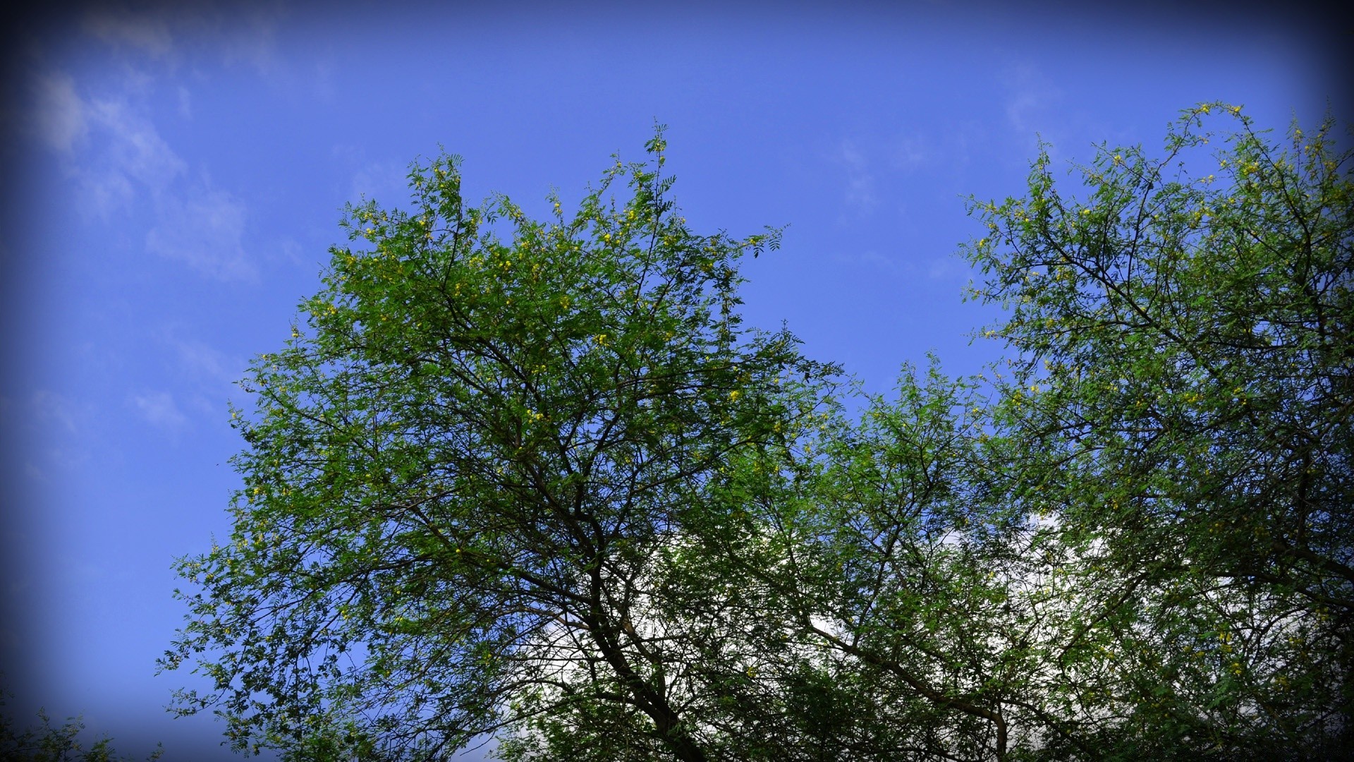 foresta albero paesaggio natura legno ramo foglia stagione ambiente scena parco luminoso cielo bel tempo all aperto flora paesaggio scenico tempo spettacolo