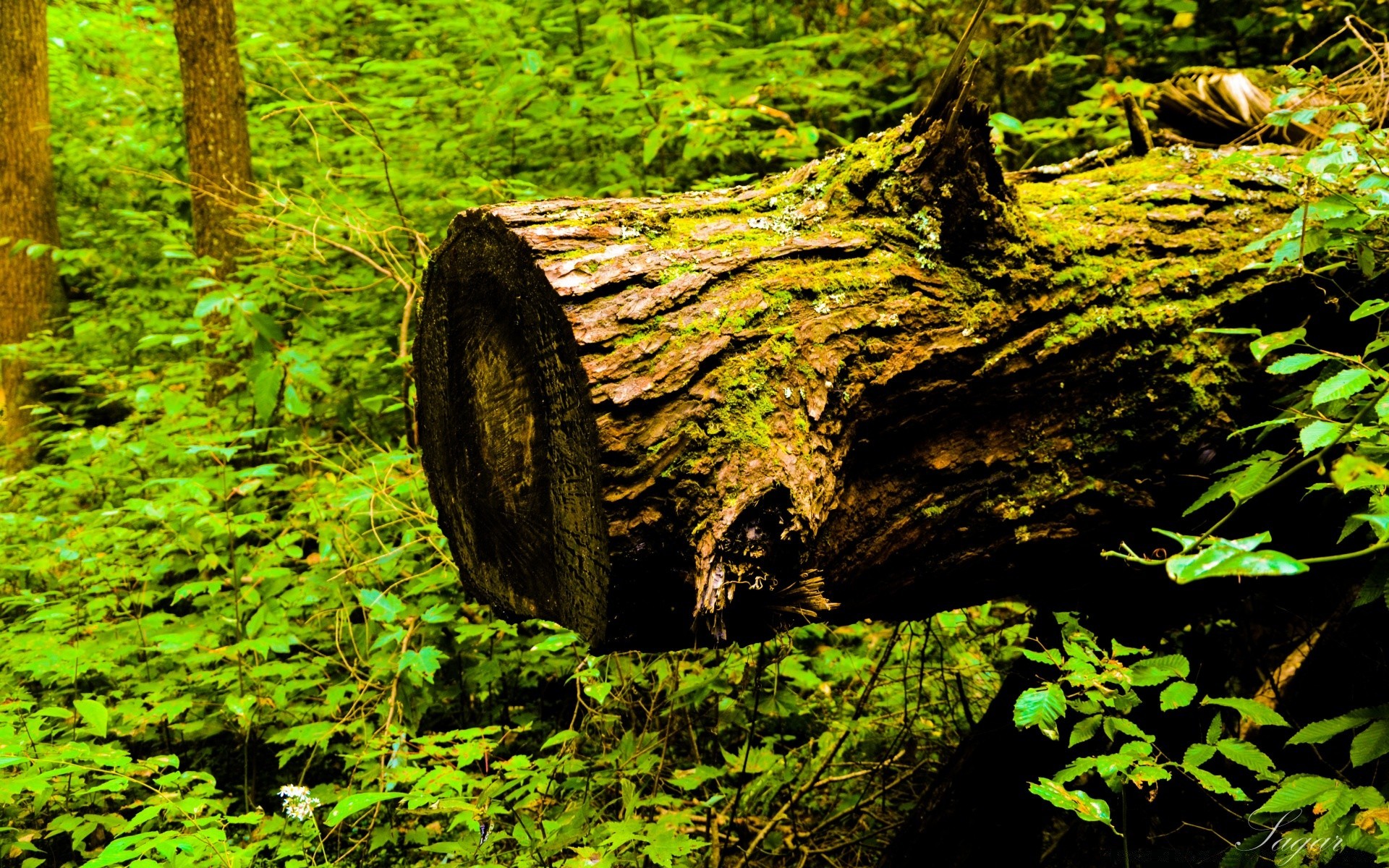 las drewno drzewo natura liść mech park krajobraz na zewnątrz środowisko wodne flora malownicze podróże bujne