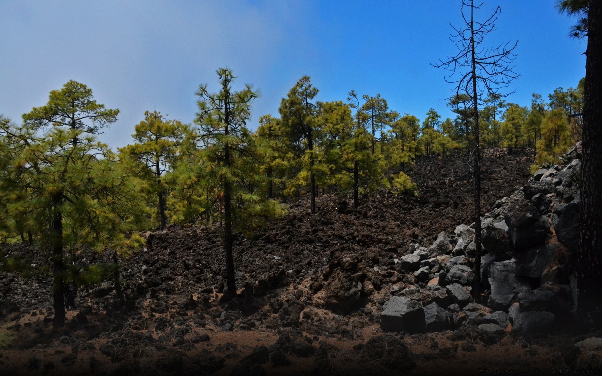 bosque árbol paisaje naturaleza al aire libre cielo viajes madera medio ambiente coníferas escénico luz del día pino