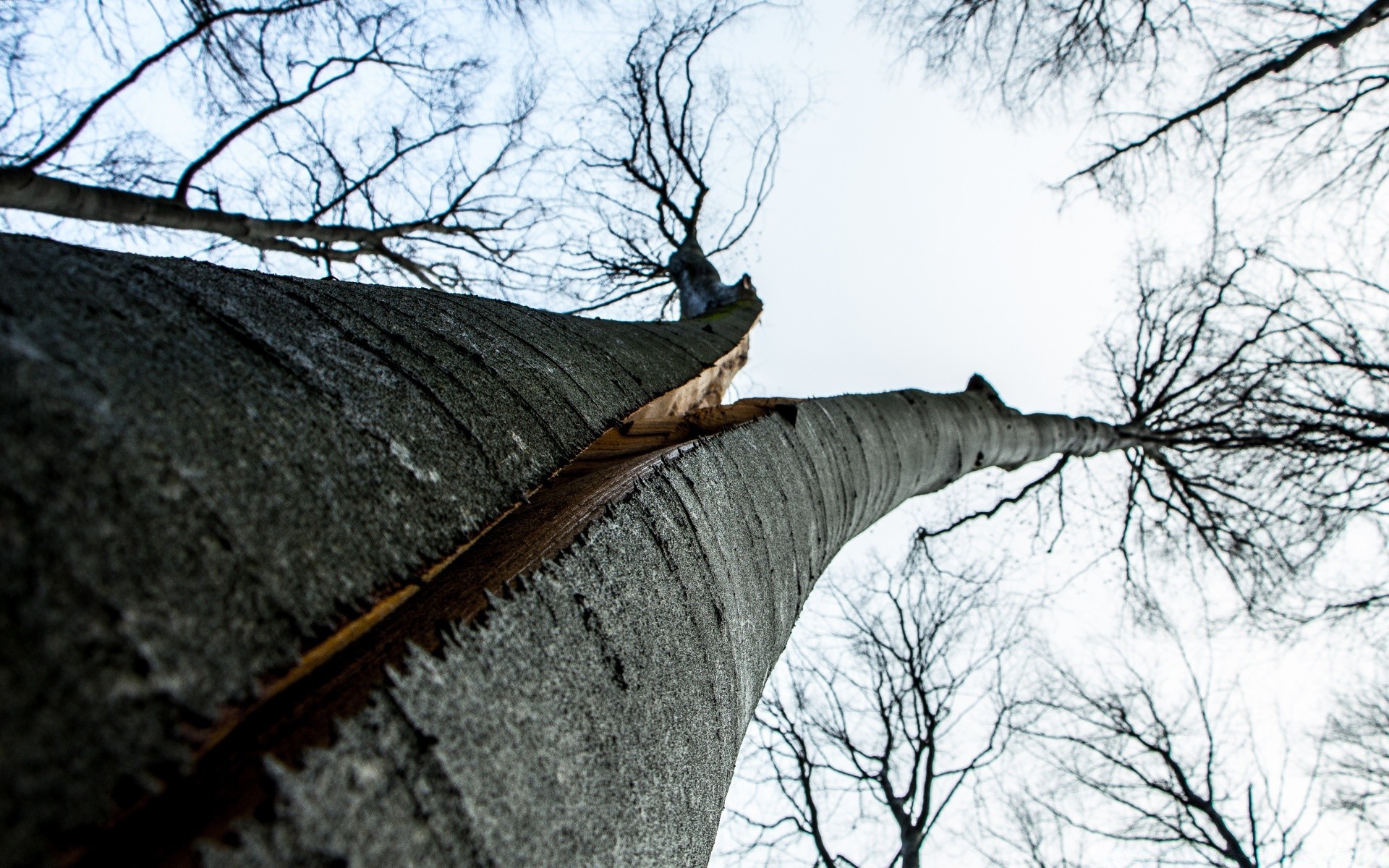 forest tree wood winter nature landscape outdoors snow branch cold sky environment park weather season