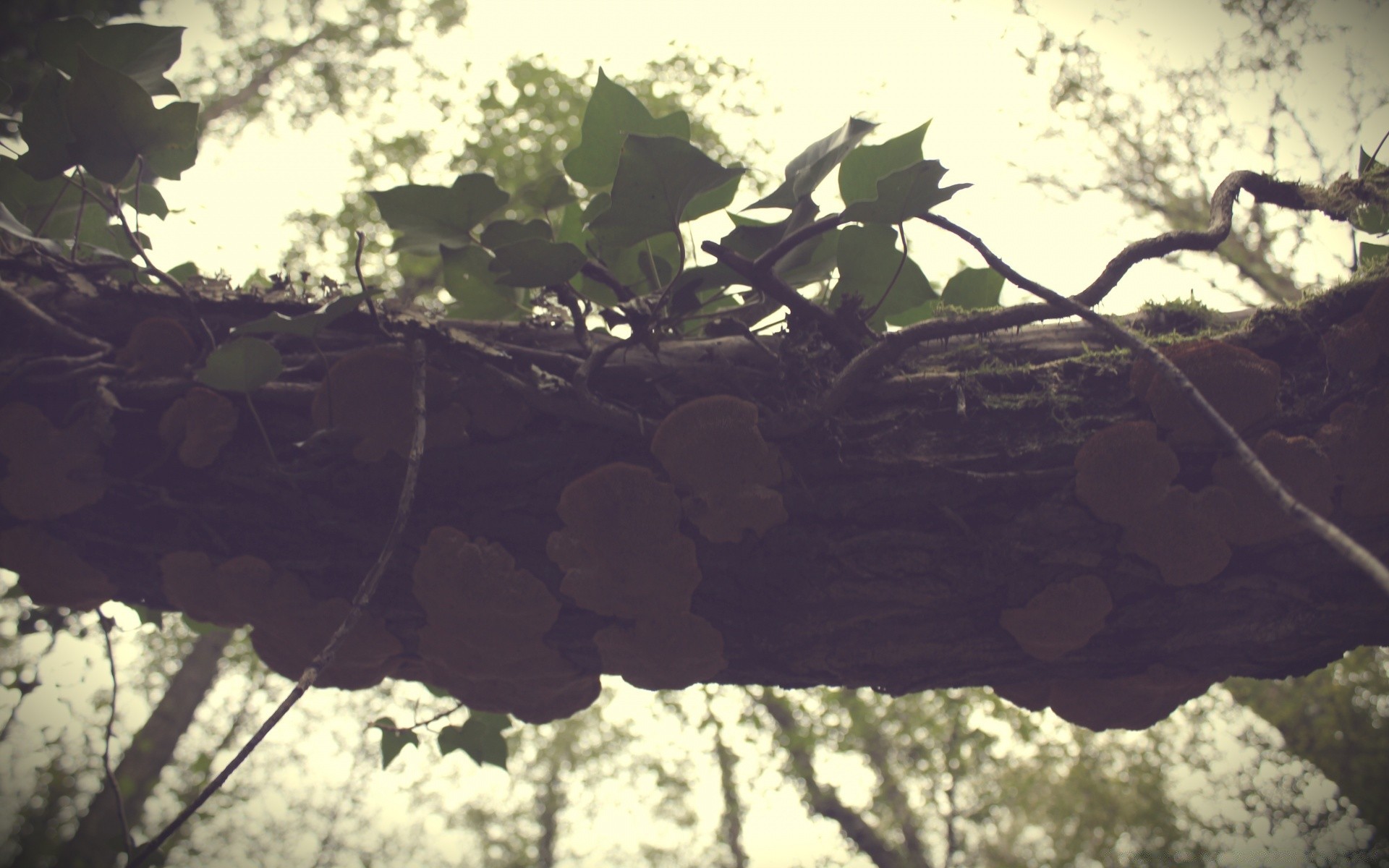 wald baum natur im freien holz landschaft medium blatt