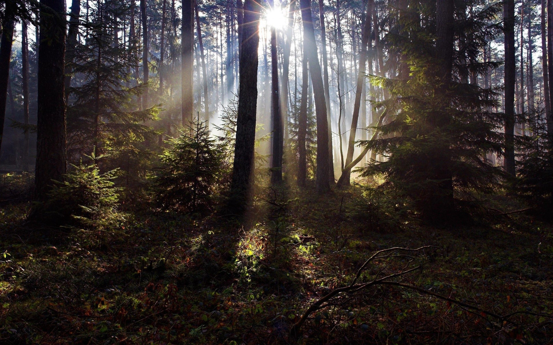 bosque madera árbol paisaje niebla amanecer niebla naturaleza luz sol parque buen tiempo otoño medio ambiente iluminado hoja coníferas misterio rama escénico