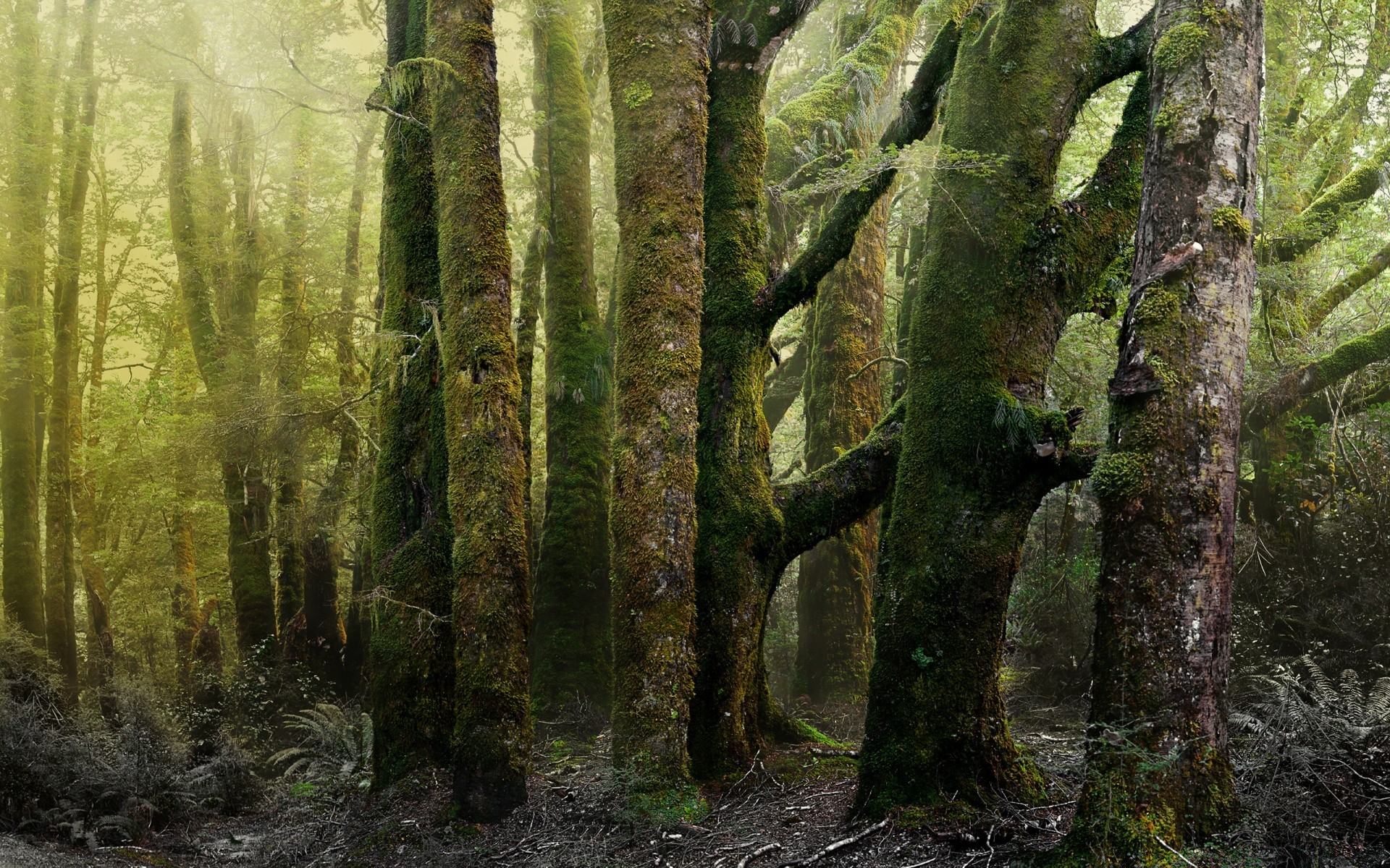 foresta legno albero natura paesaggio foglia all aperto muschio nebbia foresta pluviale parco ambiente tronco nebbia autunno luce del giorno selvaggio lussureggiante scenic flora