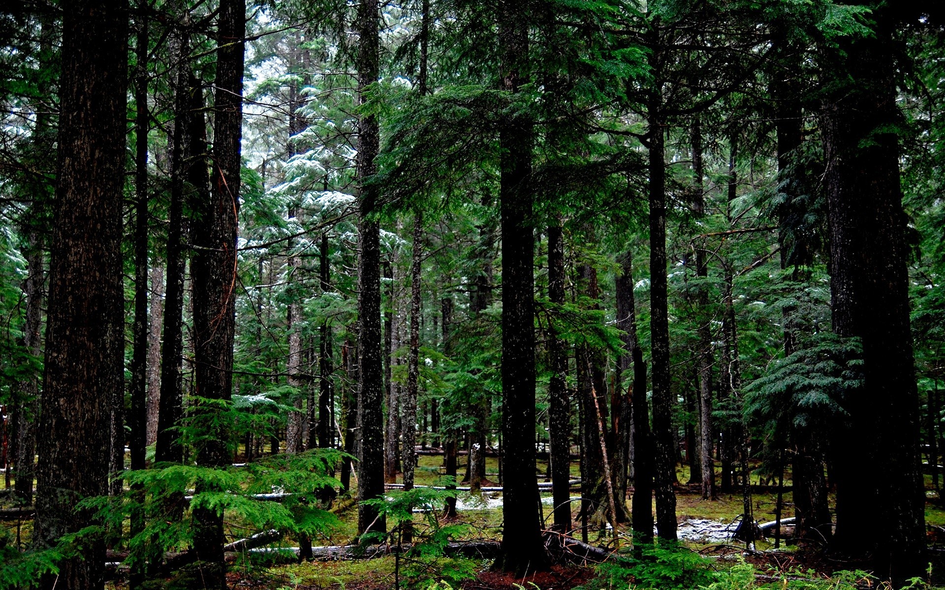 forest wood nature landscape tree environment leaf fair weather outdoors sun growth lush park flora summer scenic