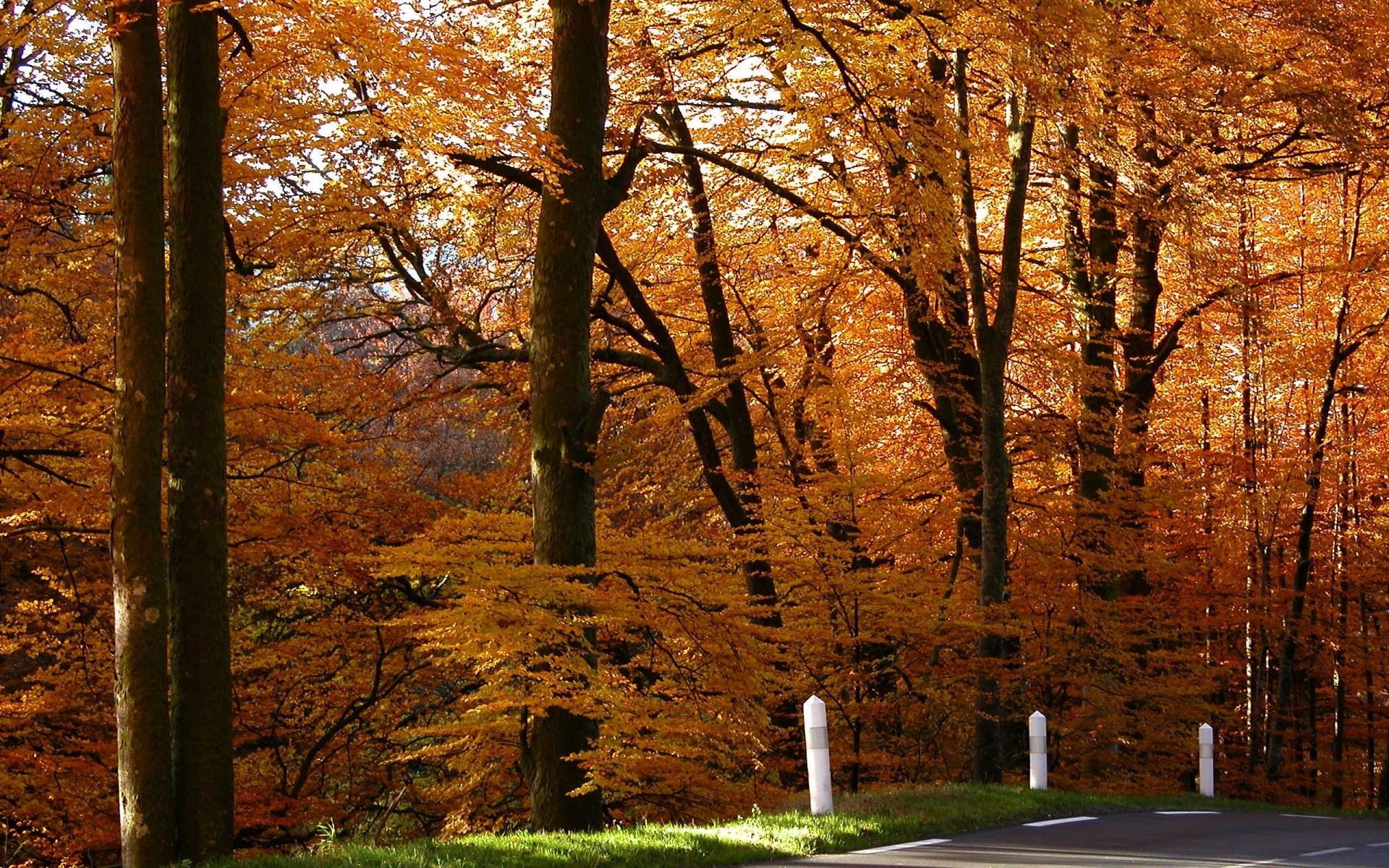 bosque otoño árbol hoja madera parque paisaje temporada arce naturaleza escénico guía al aire libre rama amanecer buen tiempo carretera luz del día oro medio ambiente