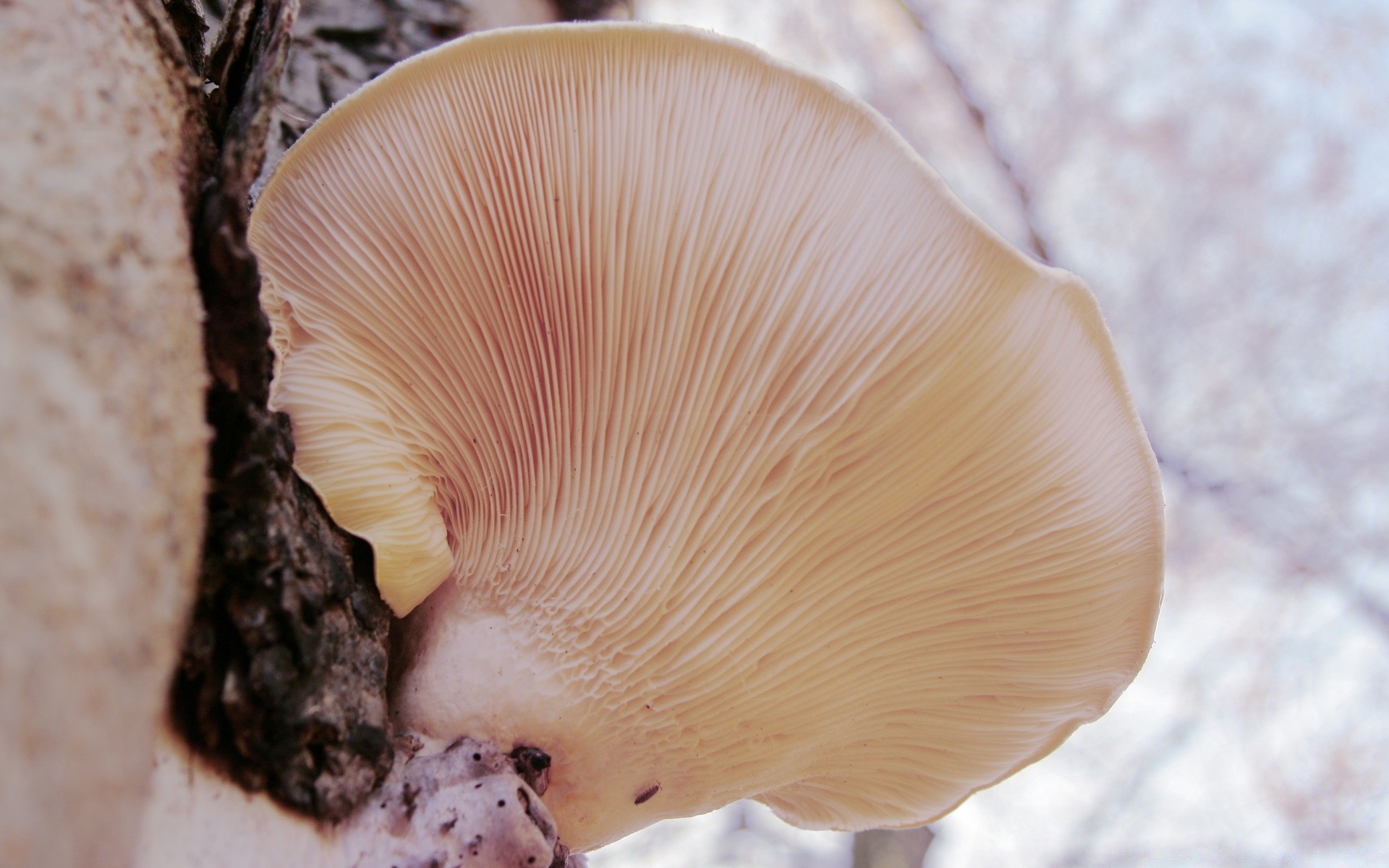 las natura grzyb grzyb zbliżenie drewna lato na zewnątrz tekstury kolor pulpit