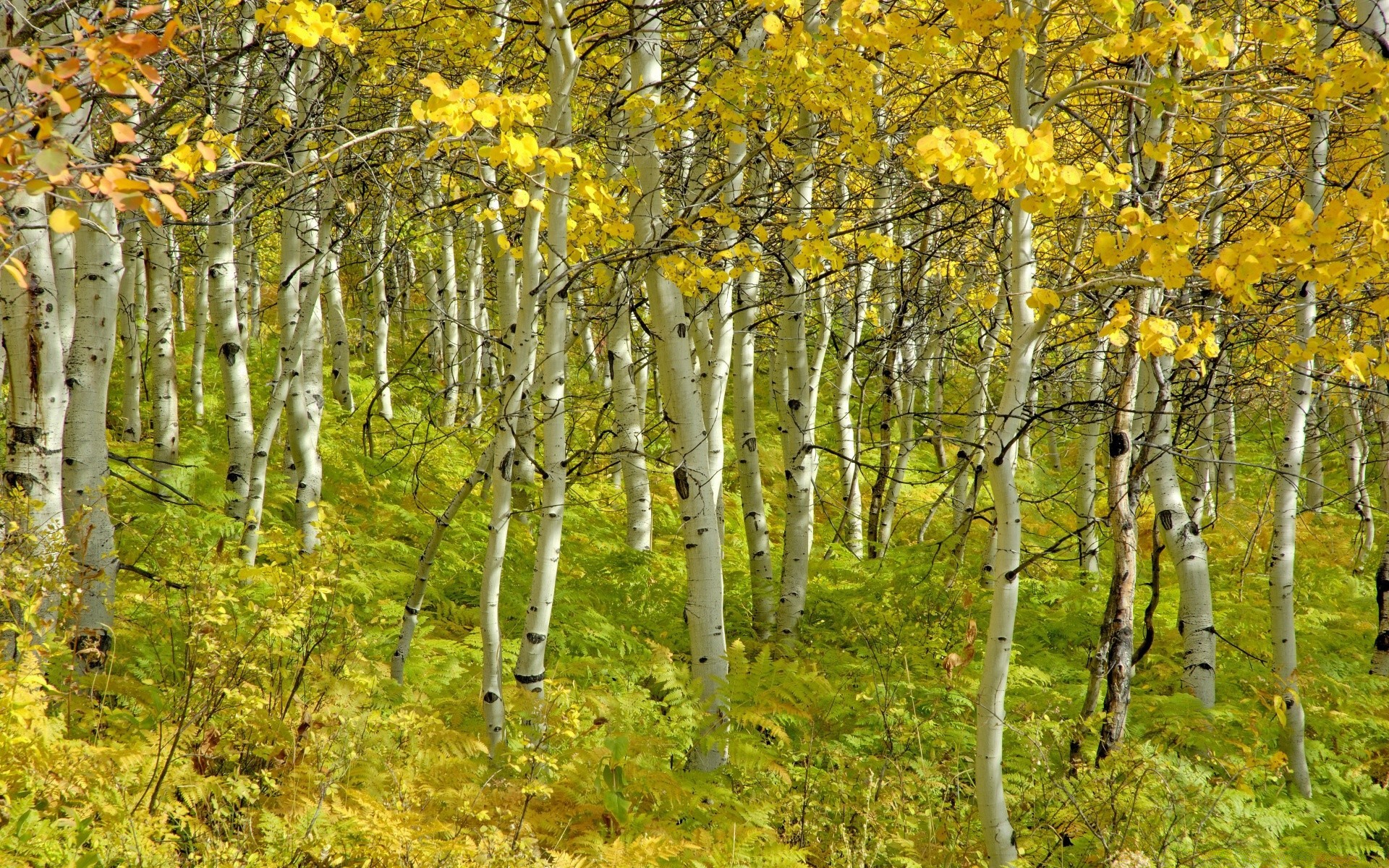 forêt bois feuille paysage nature automne arbre saison scène parc branche à l extérieur beau temps campagne rural tronc scénique paysages environnement flore