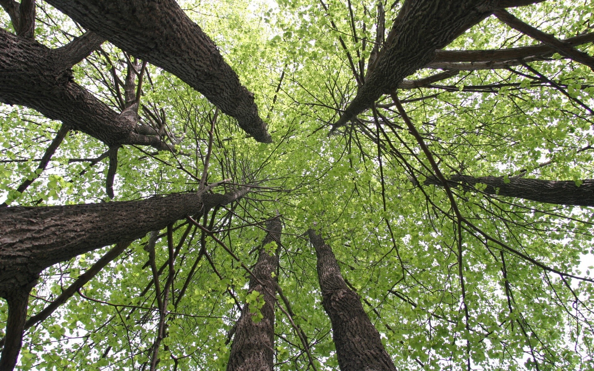 orman ağaç ahşap doğa yaprak ortamlar park manzara şube sezon flora açık havada gövde büyüme gün ışığı yaz