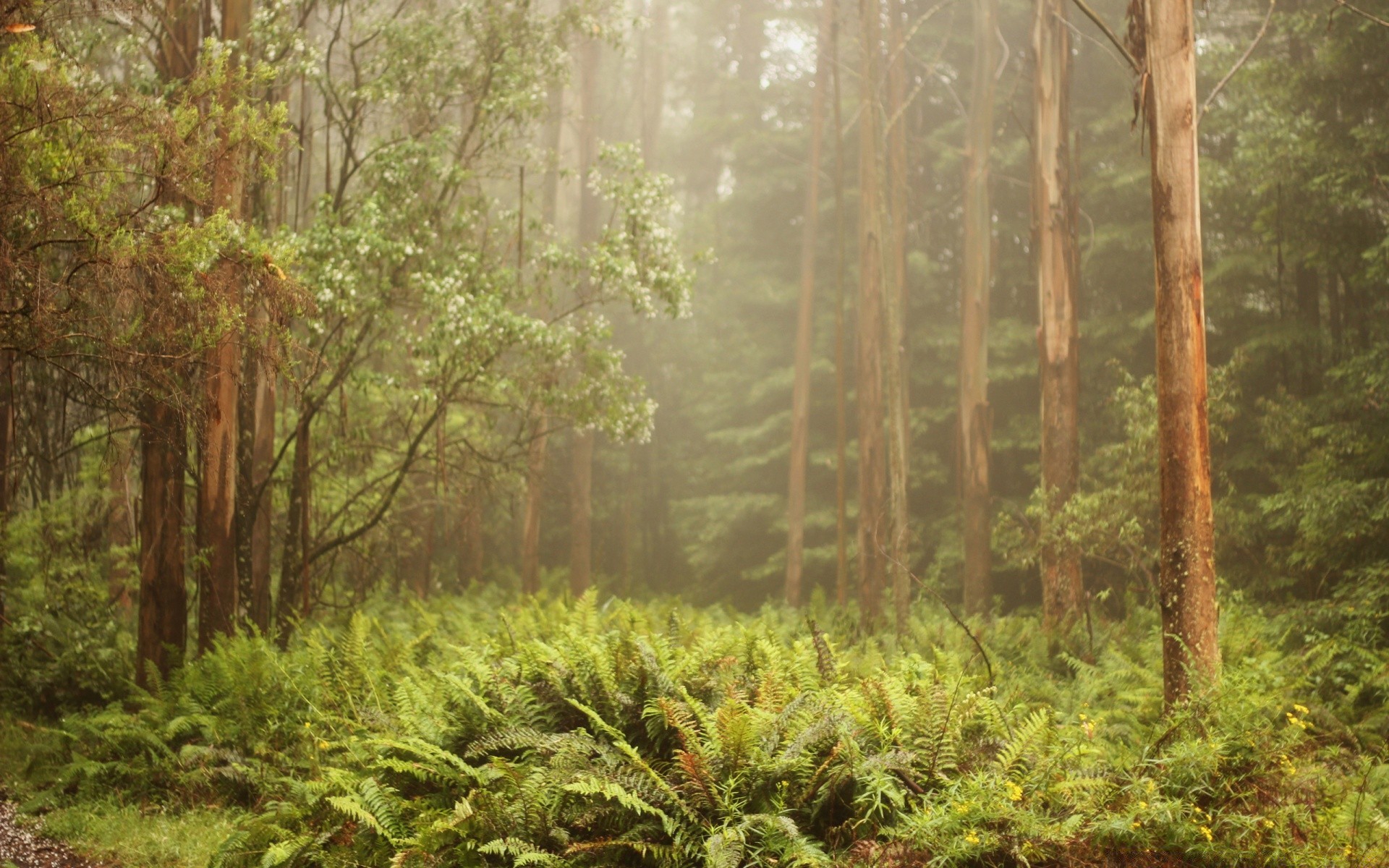 bosque madera árbol naturaleza paisaje hoja flora medio ambiente escénico parque amanecer al aire libre selva tropical exuberante temporada verano paisaje salvaje crecimiento viajes