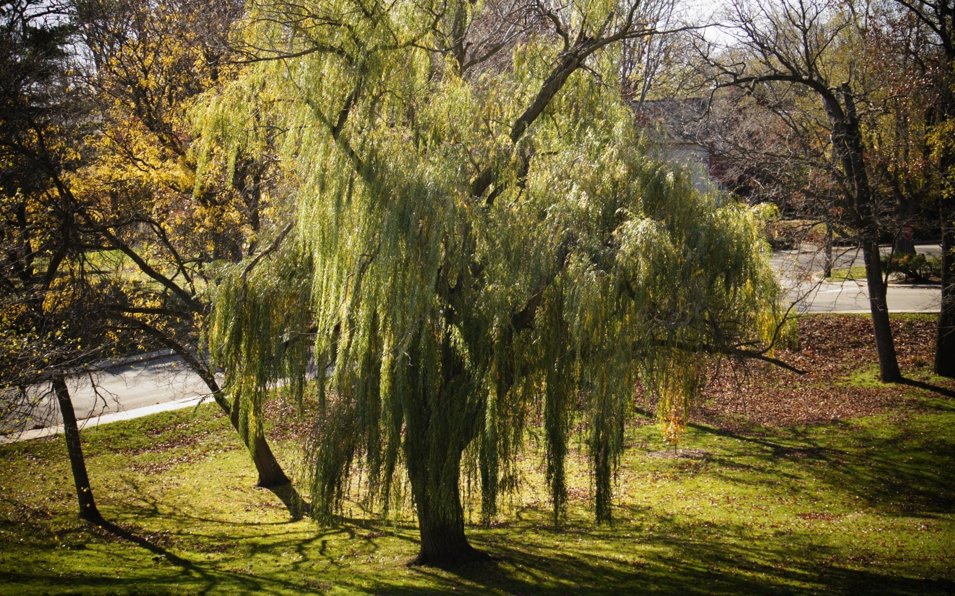 foresta albero paesaggio parco natura legno stagione ramo autunno foglia guida scenico all aperto ambiente bel tempo alba ombra lussureggiante paesaggio rurale