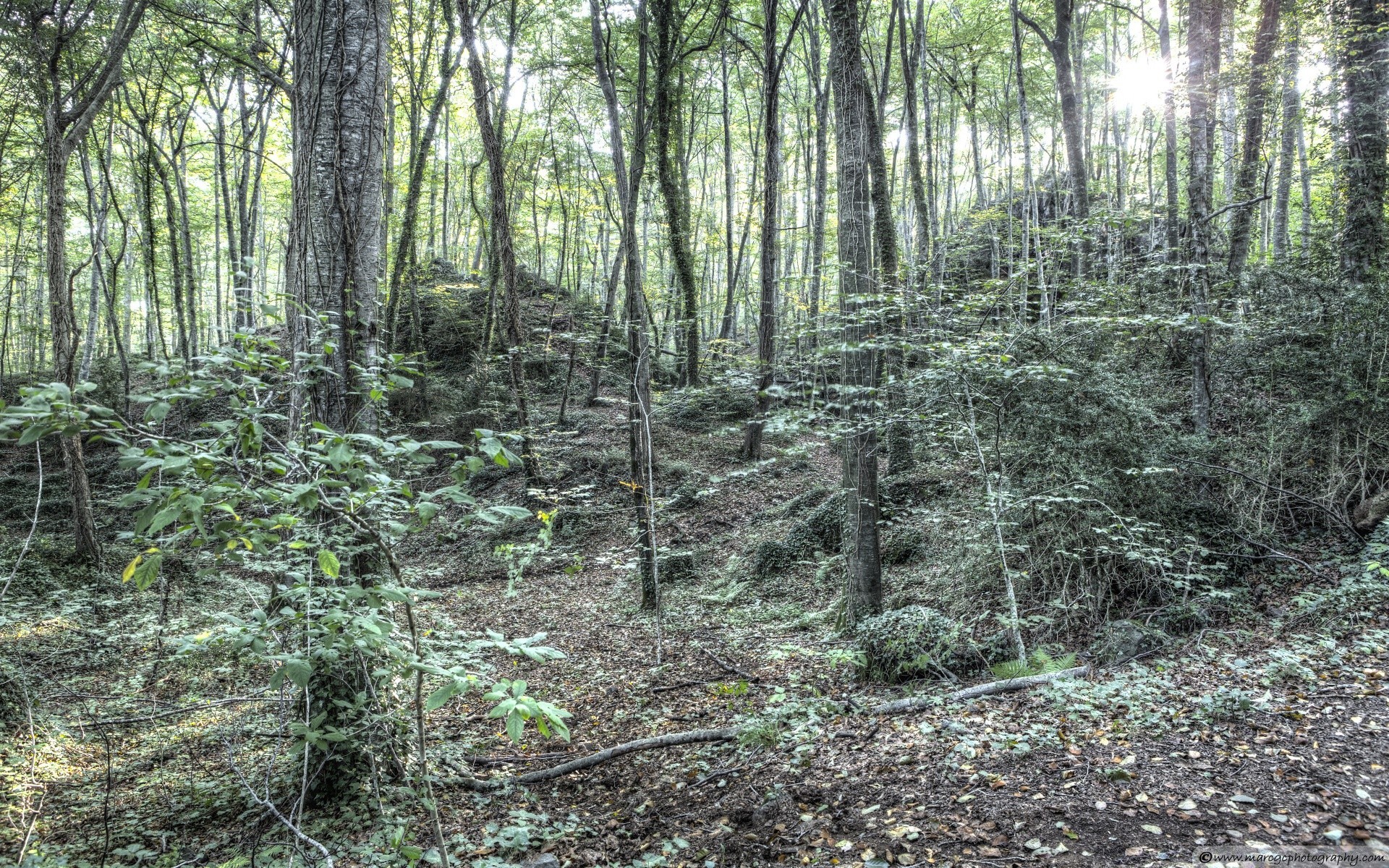 foresta legno natura paesaggio albero foglia flora muschio all aperto ambiente sole bel tempo crescita selvaggio parco estate alba trekking stagione