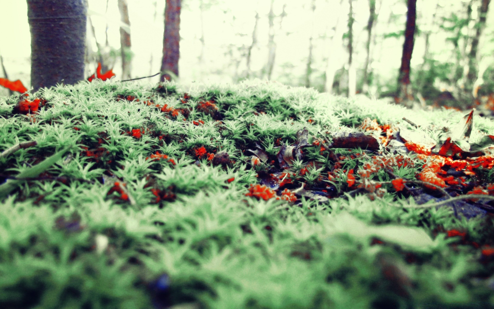 forest flower garden flora nature leaf growth agriculture blooming farm summer floral color environment landscape shrub outdoors season botanical field