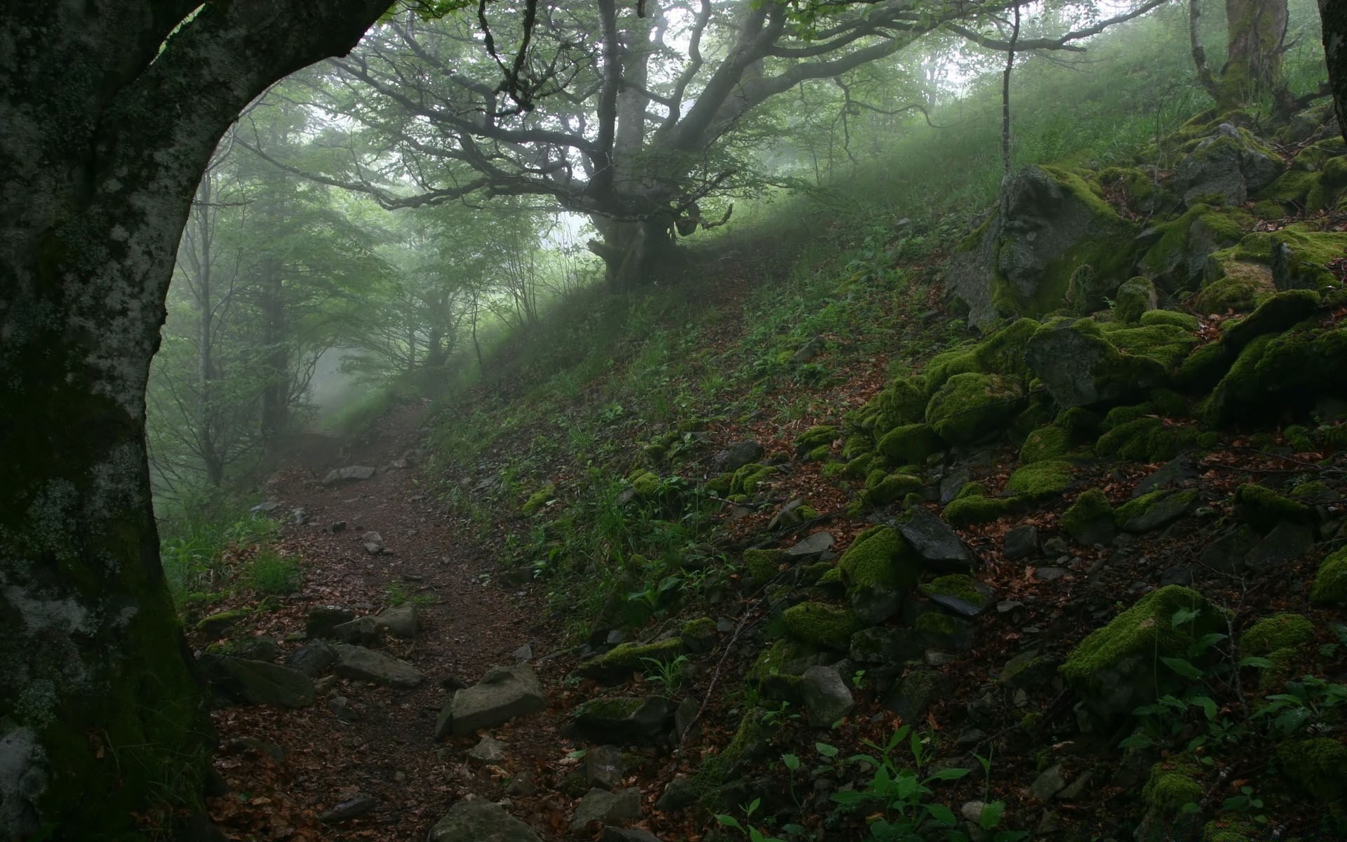 forest wood landscape tree leaf park moss nature environment lush light scenic outdoors mountain guidance mist fall flora daylight