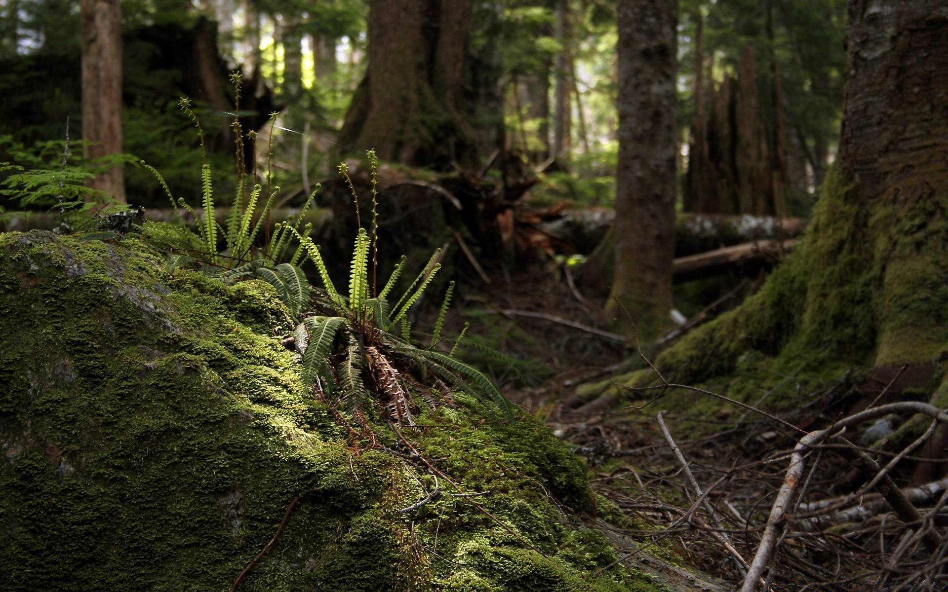 forest wood moss tree nature fern environment leaf outdoors landscape rainforest park flora wild mossy daylight root growth fall